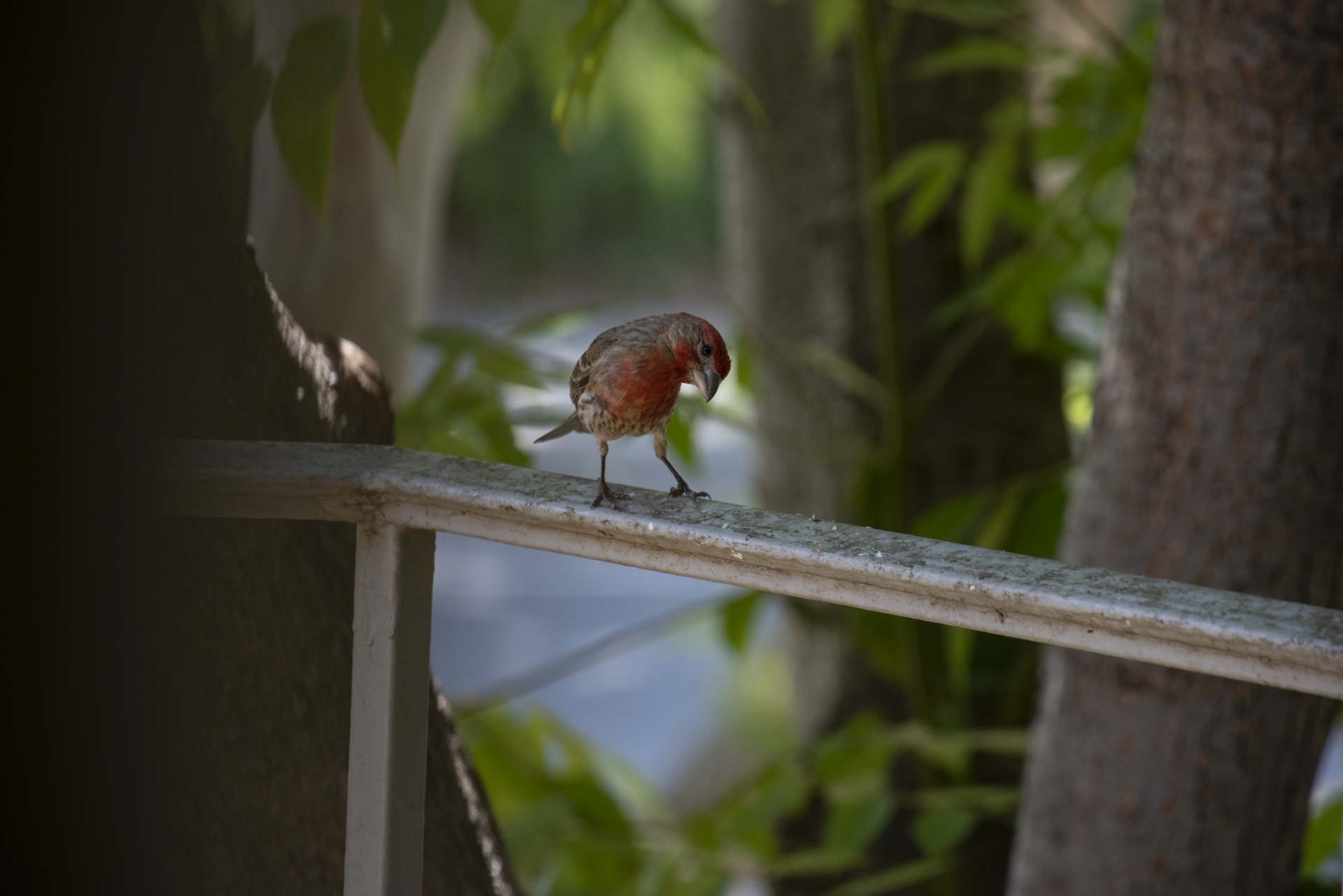 Pájaro rojo jilguero