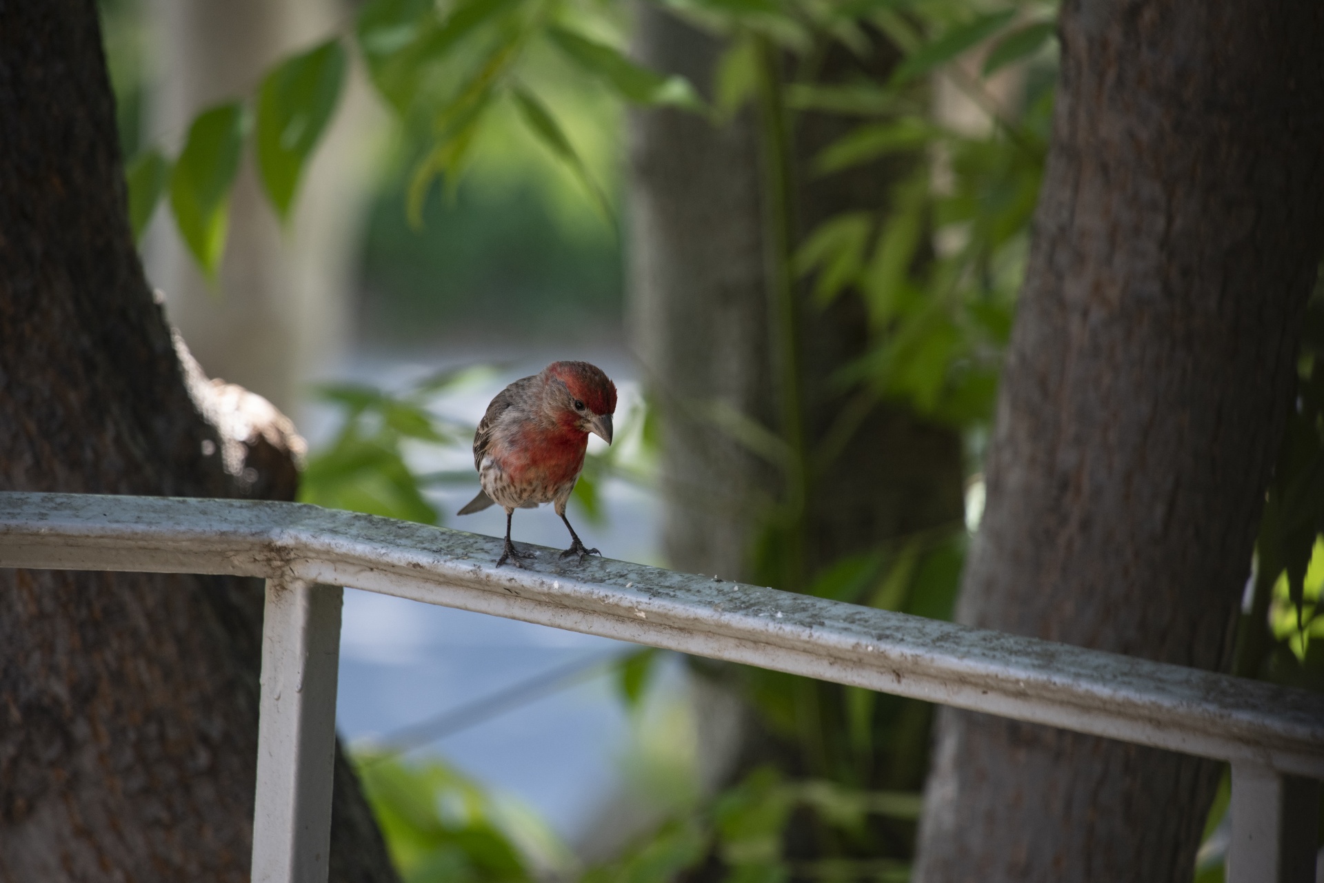 Pájaro rojo jilguero