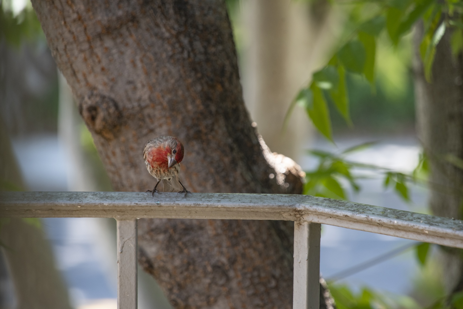 Cara de pássaro Housefinch vermelho