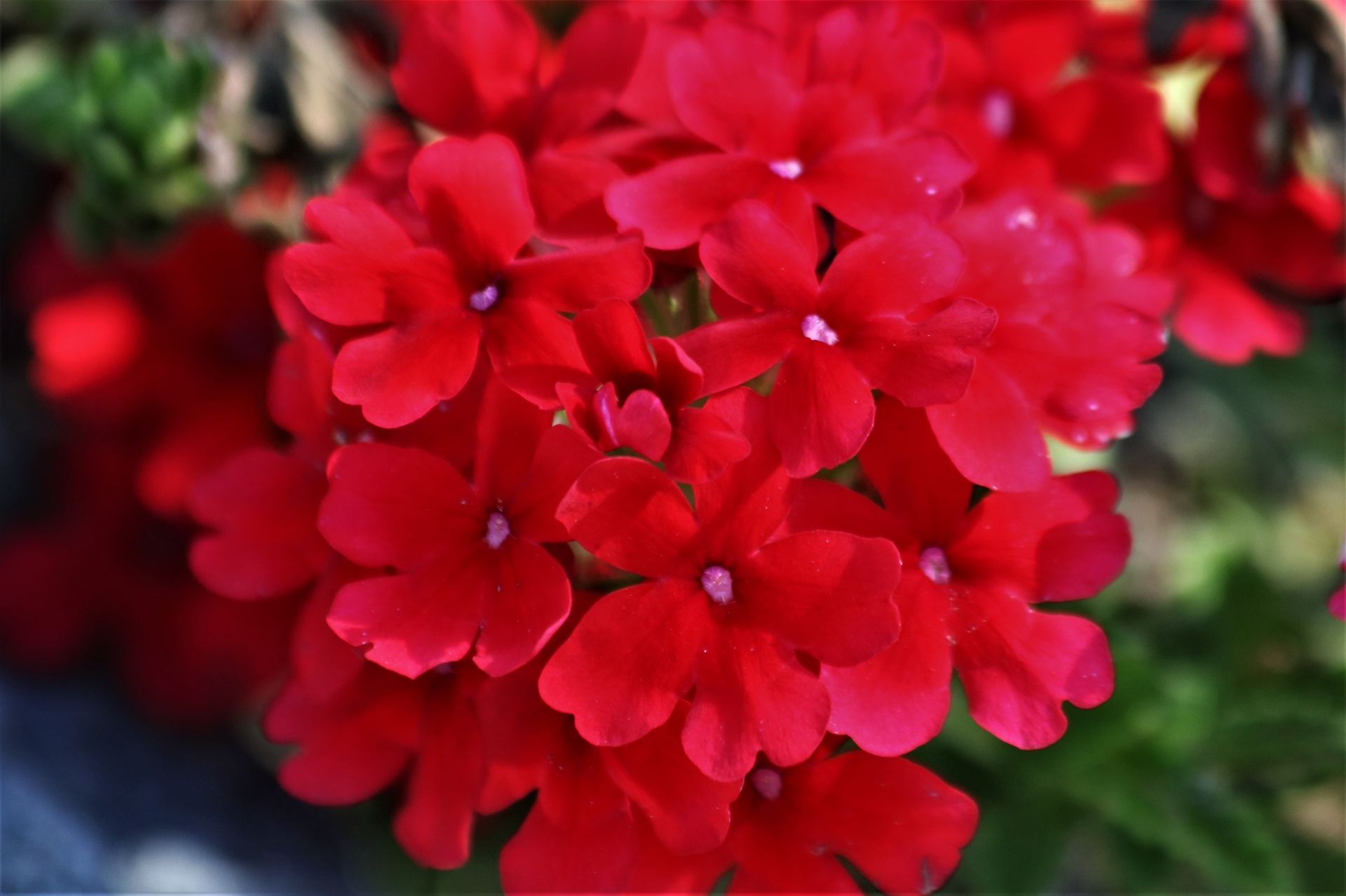 Close-up de flores de Verbena vermelha