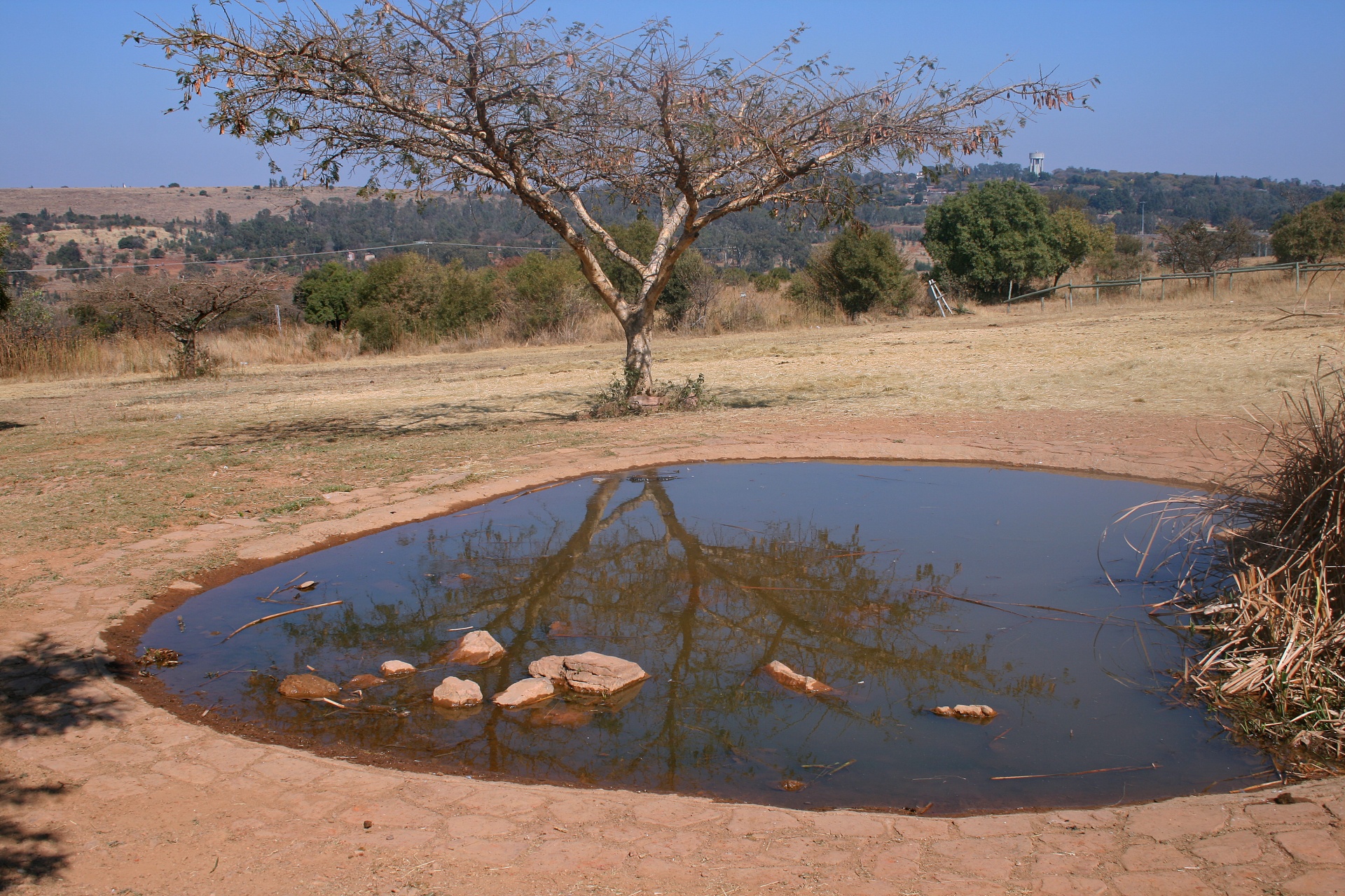 Reflet d'un arbre dans un étang