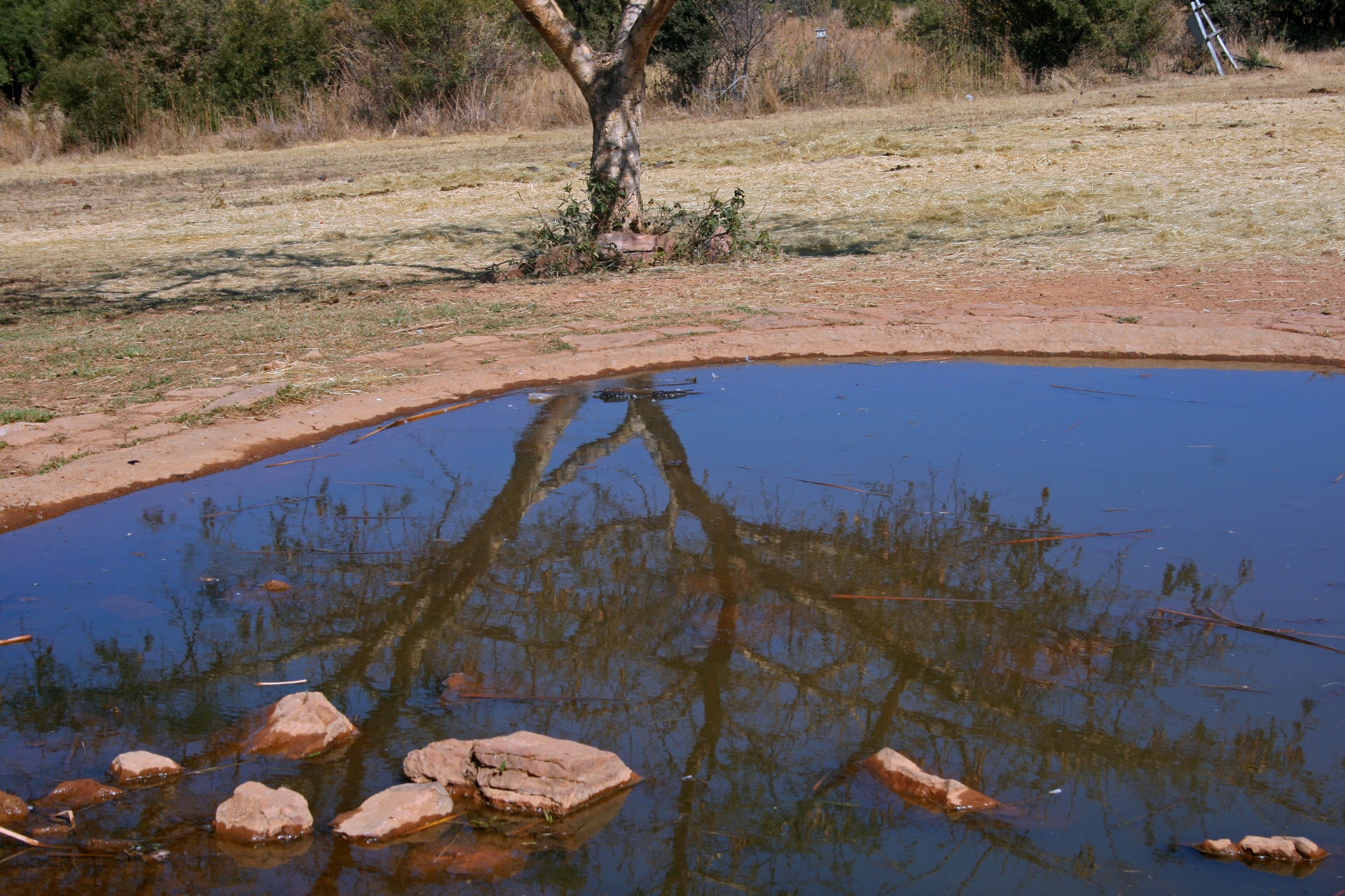 Reflet de l'arbre dans l'étang