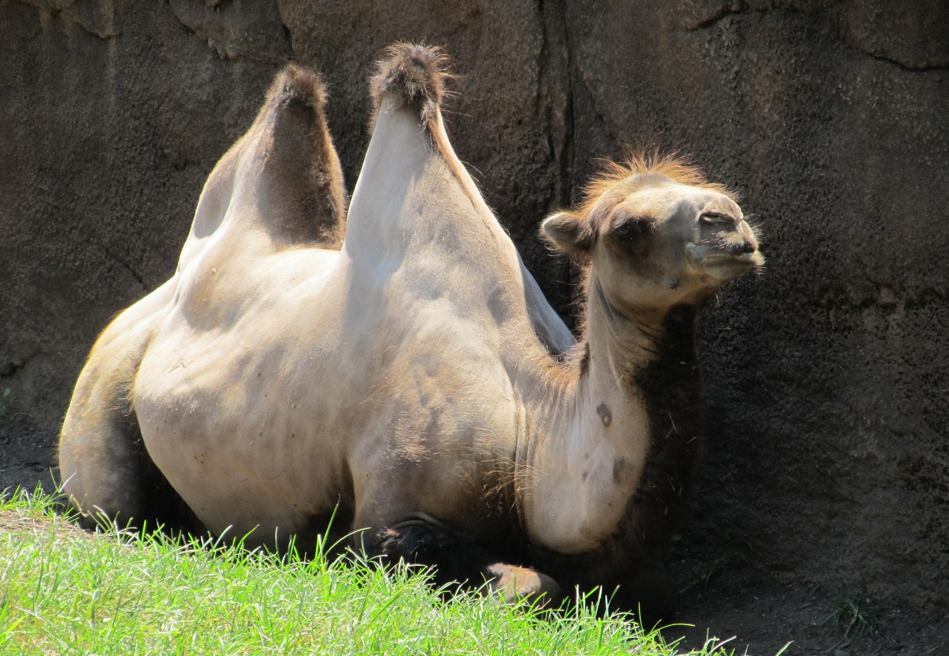 Vilande kamel