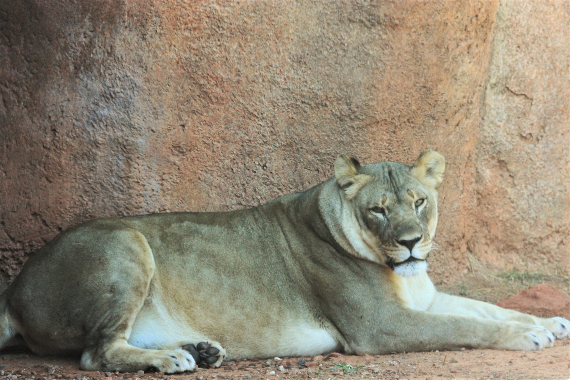 Odpočívá lvice v zoo