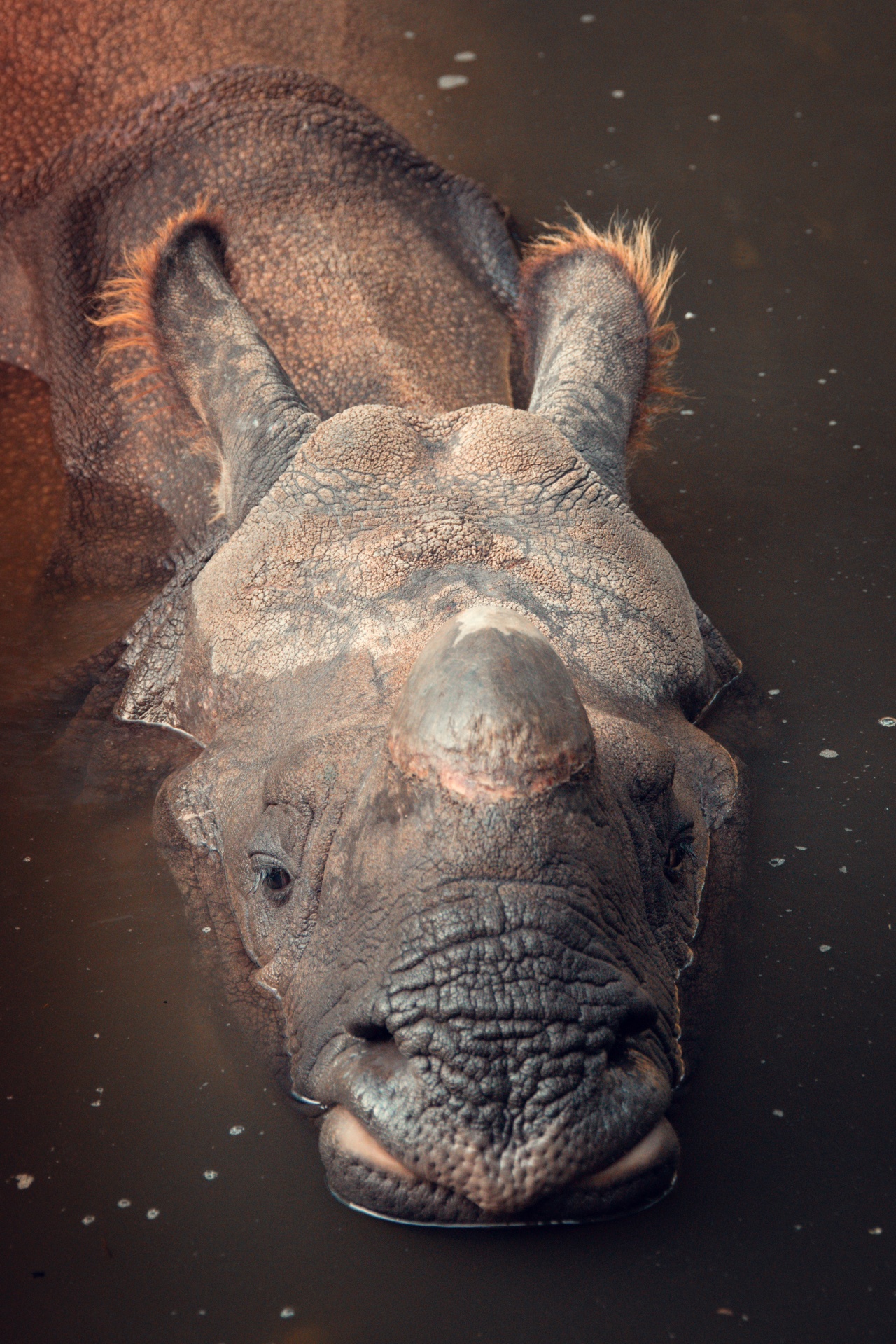 Rhino ve vodě