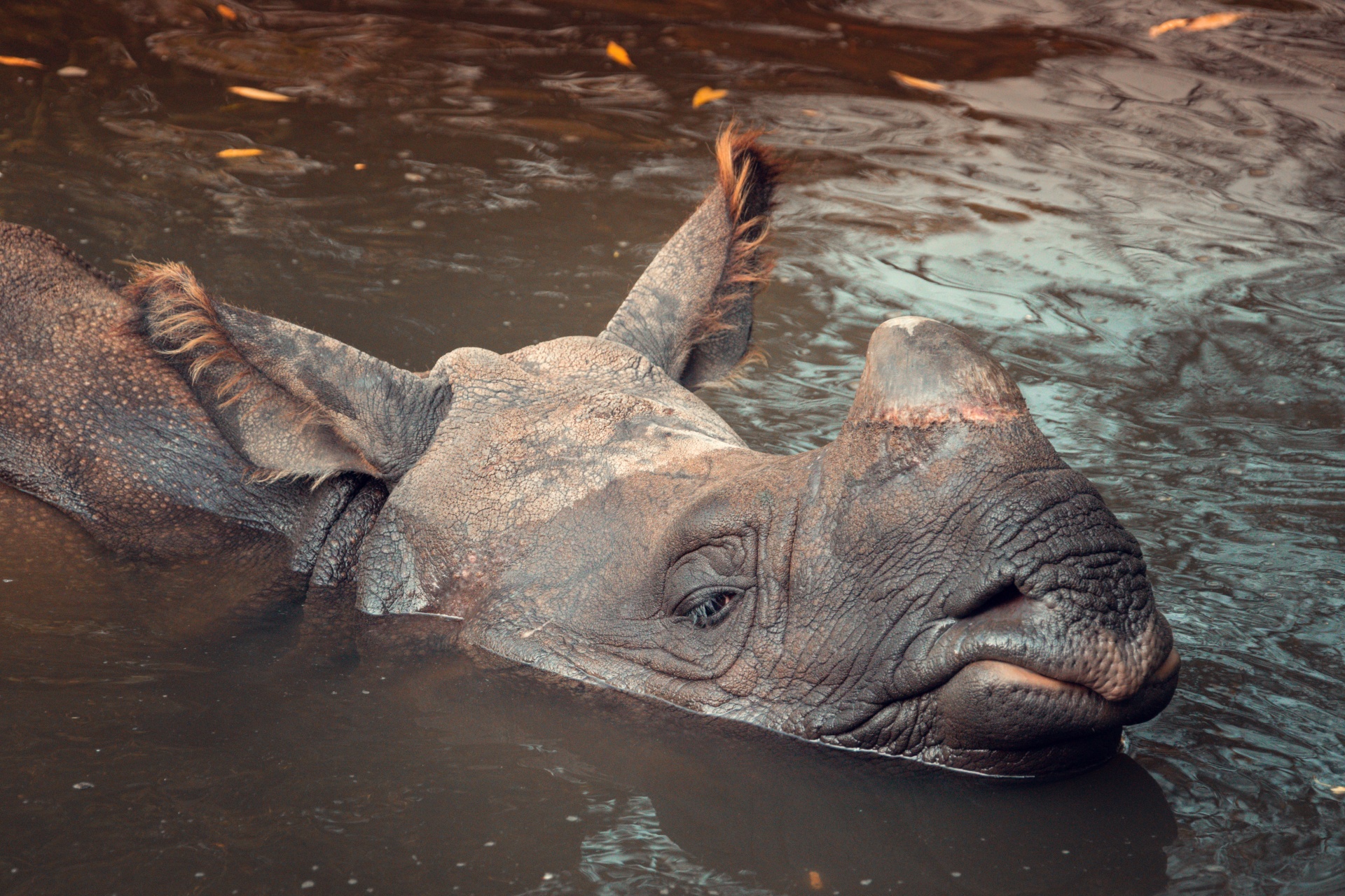 Rhino ve vodě