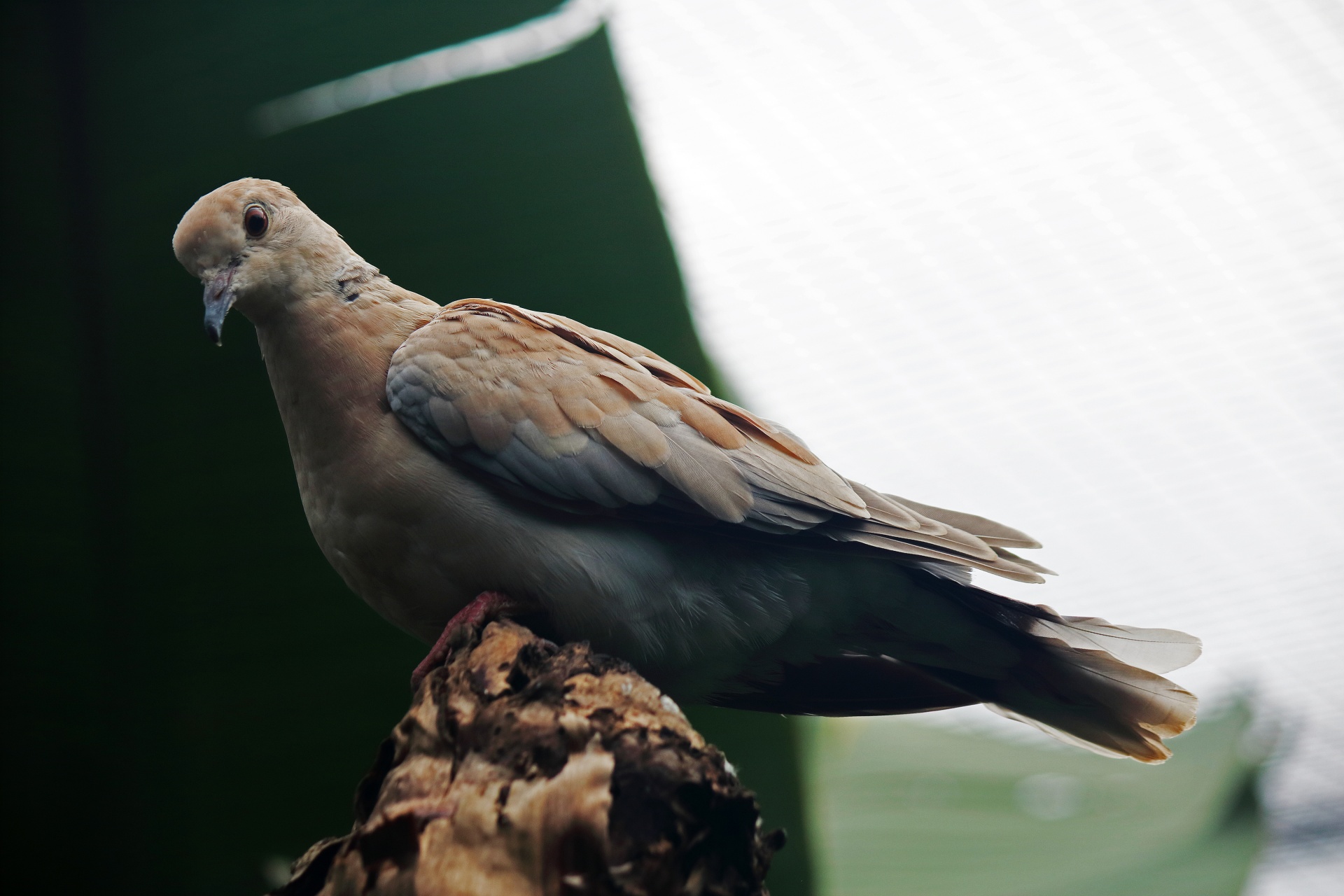 Ring Necked Dove In Captivity