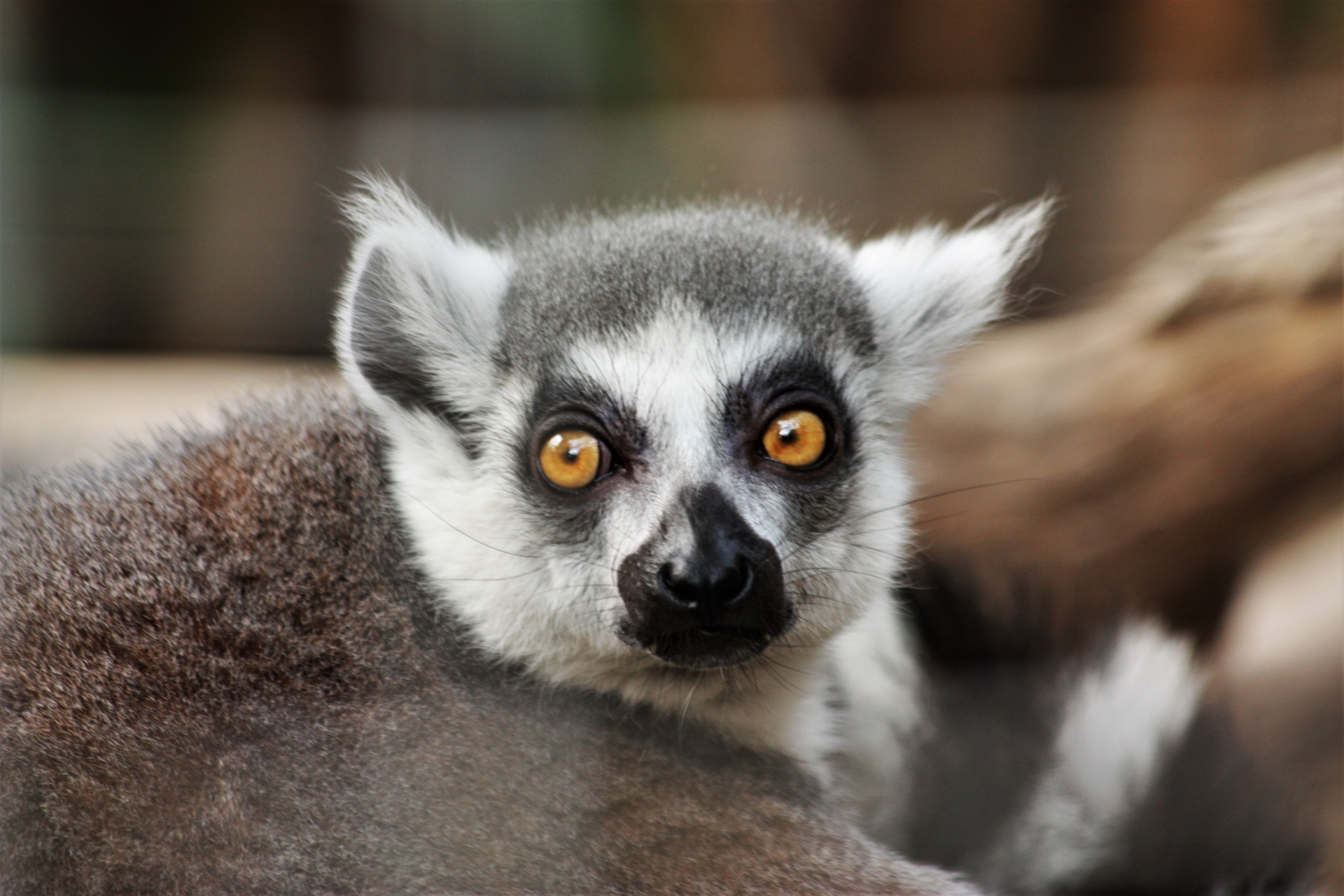 Portrét lemurů s kroužkem
