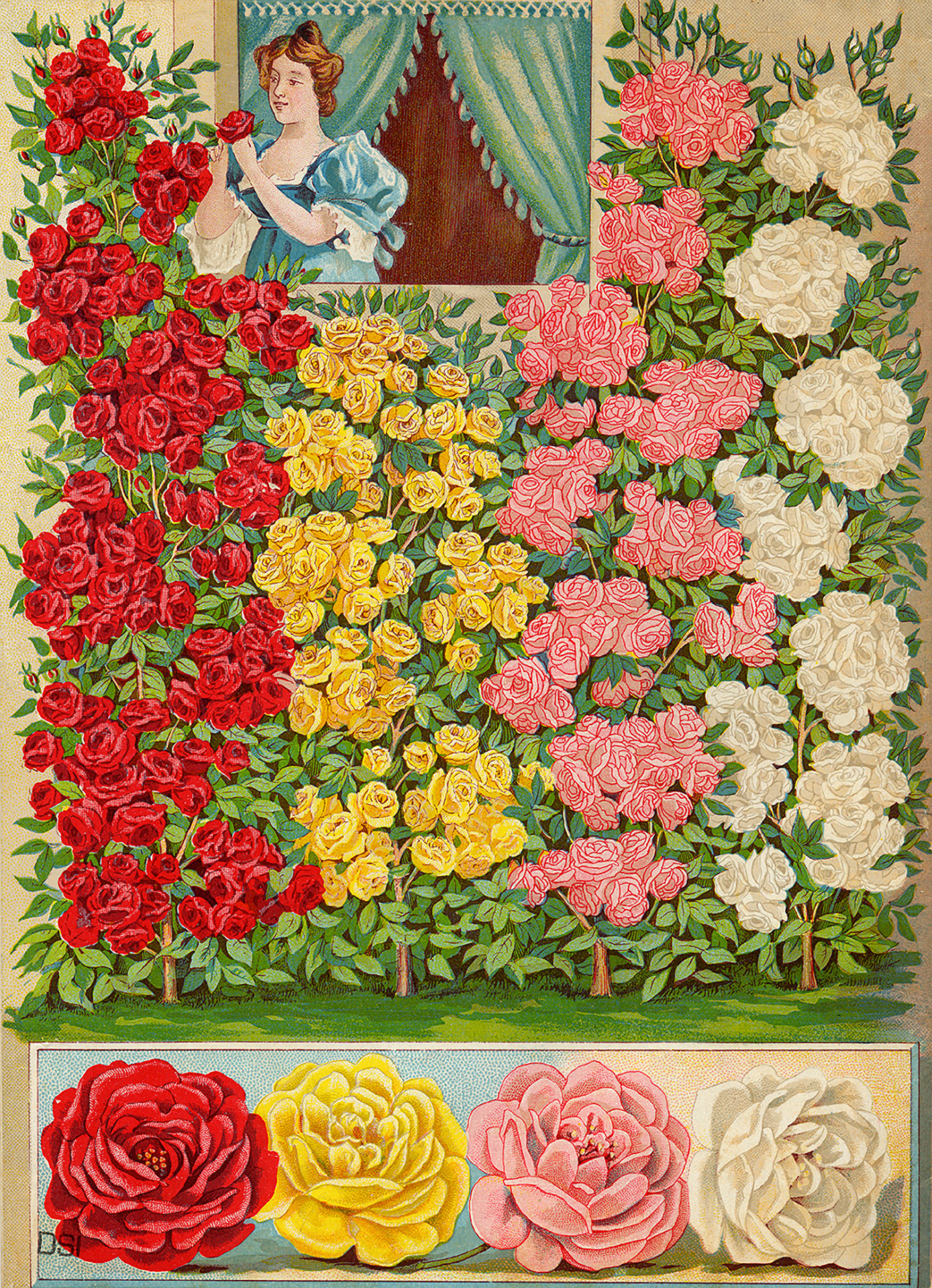 Parede de flor rosa 1898
