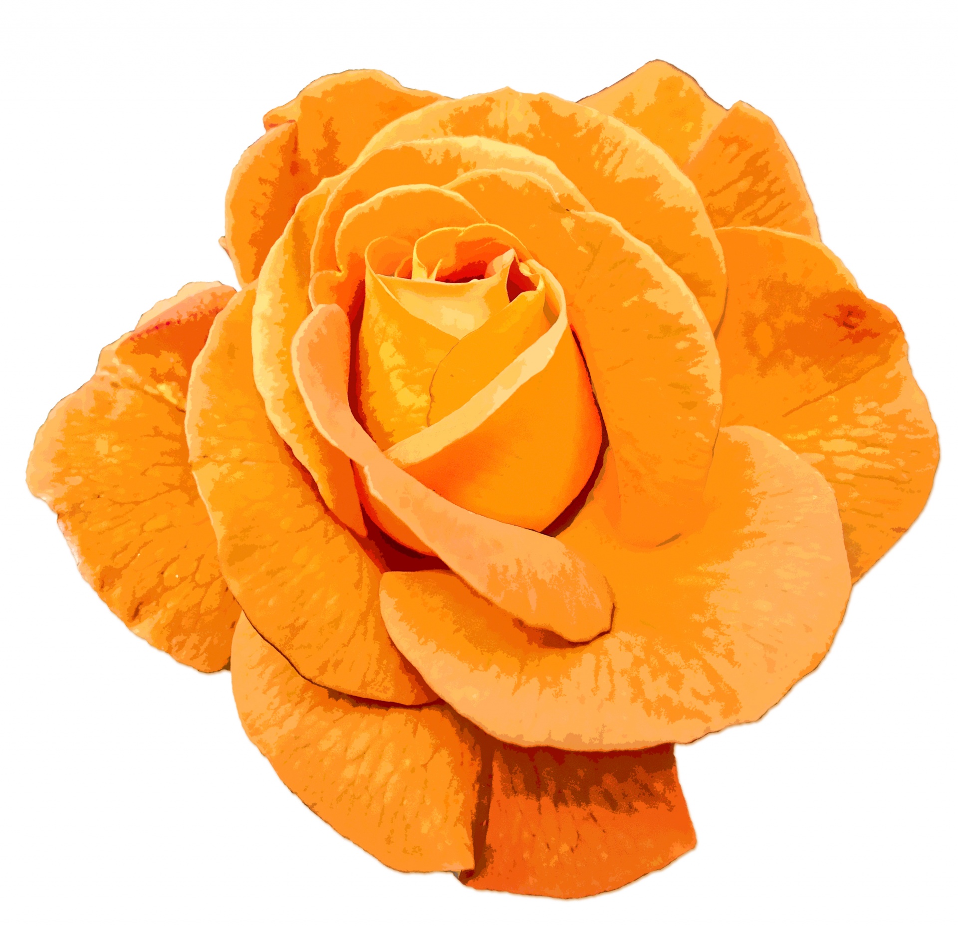 Rose Orange Clip Art