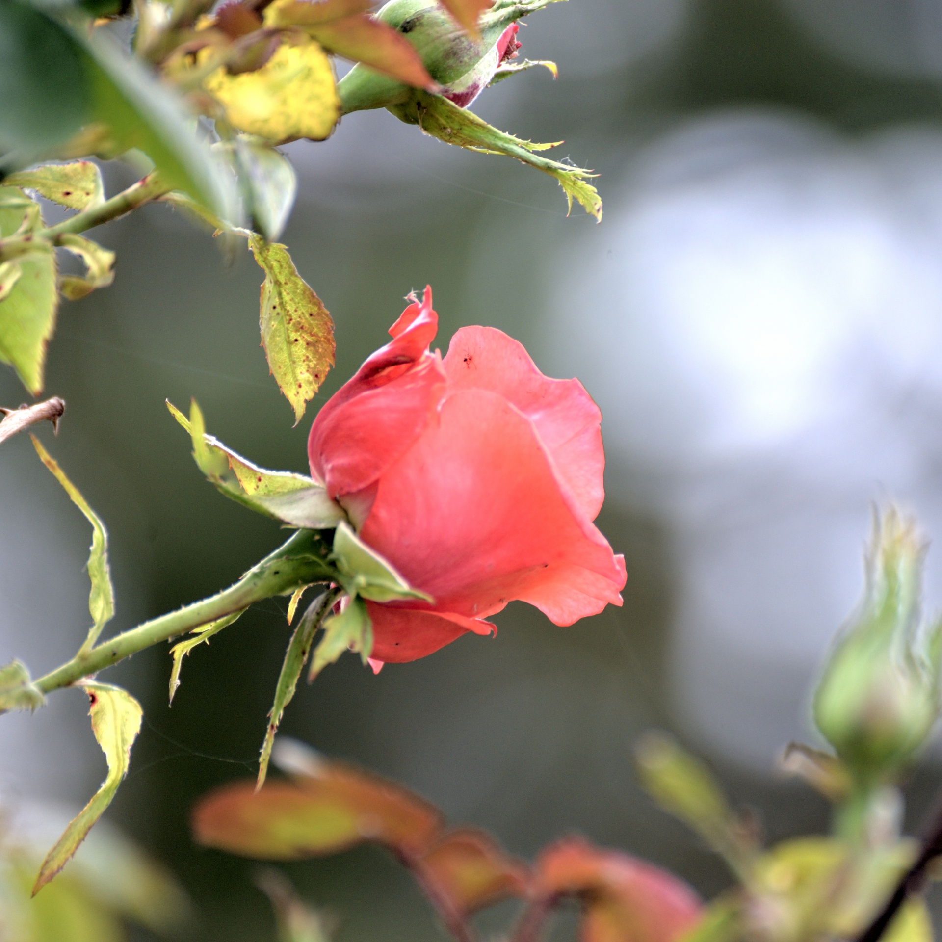 Rosa roja floreciendo