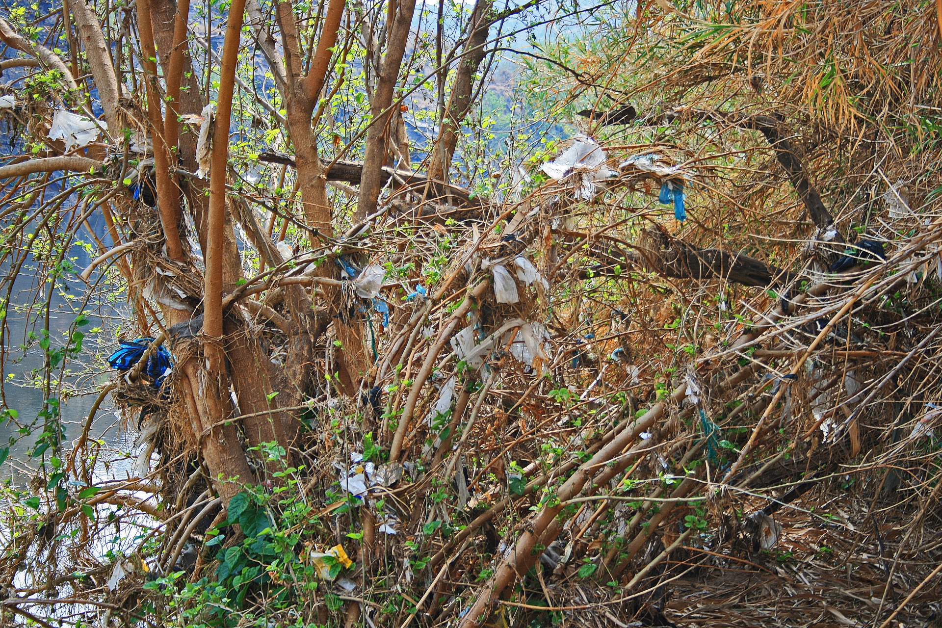 Escombros atrapados en árboles y vegetac