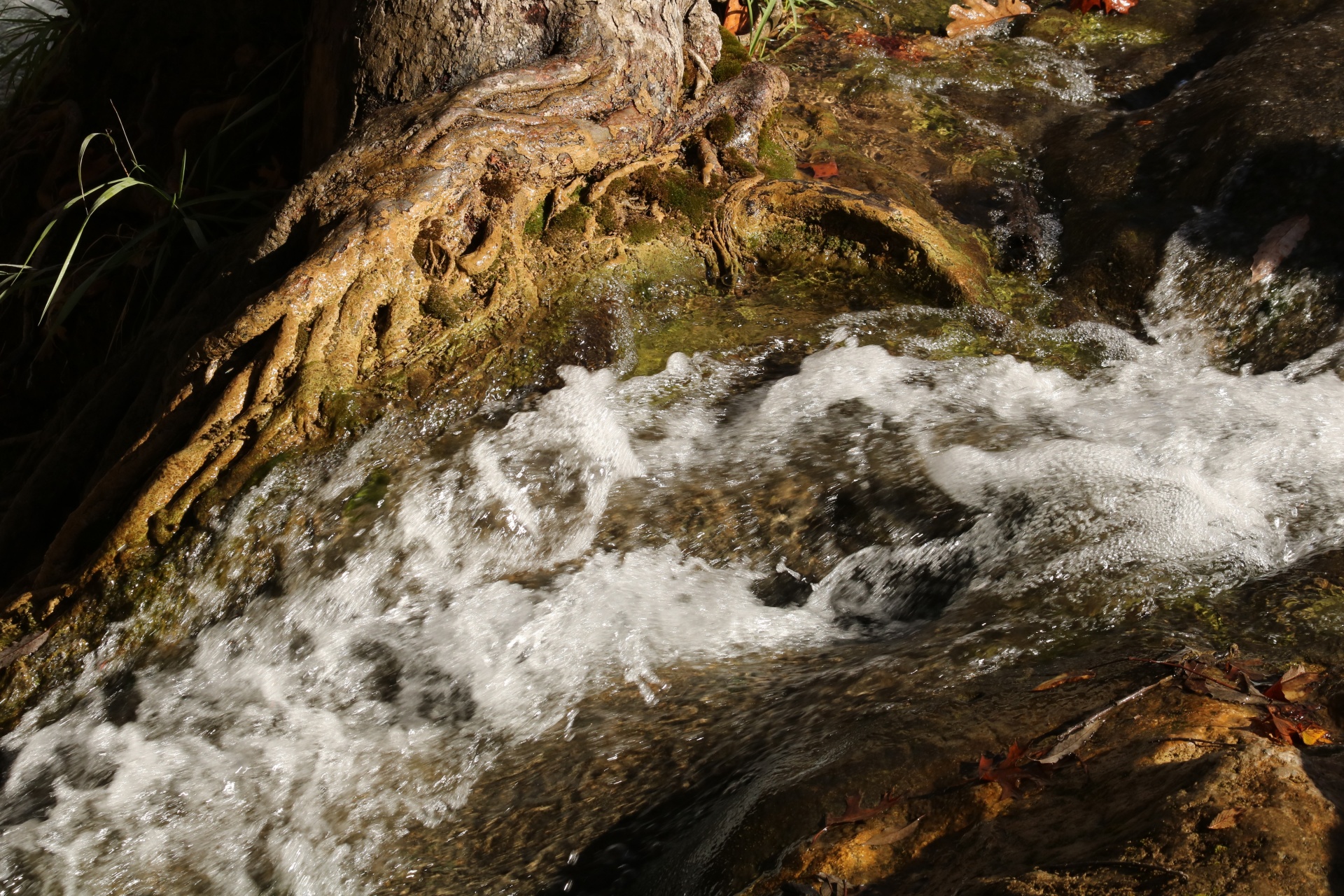 Spěchající voda a kořeny stromů