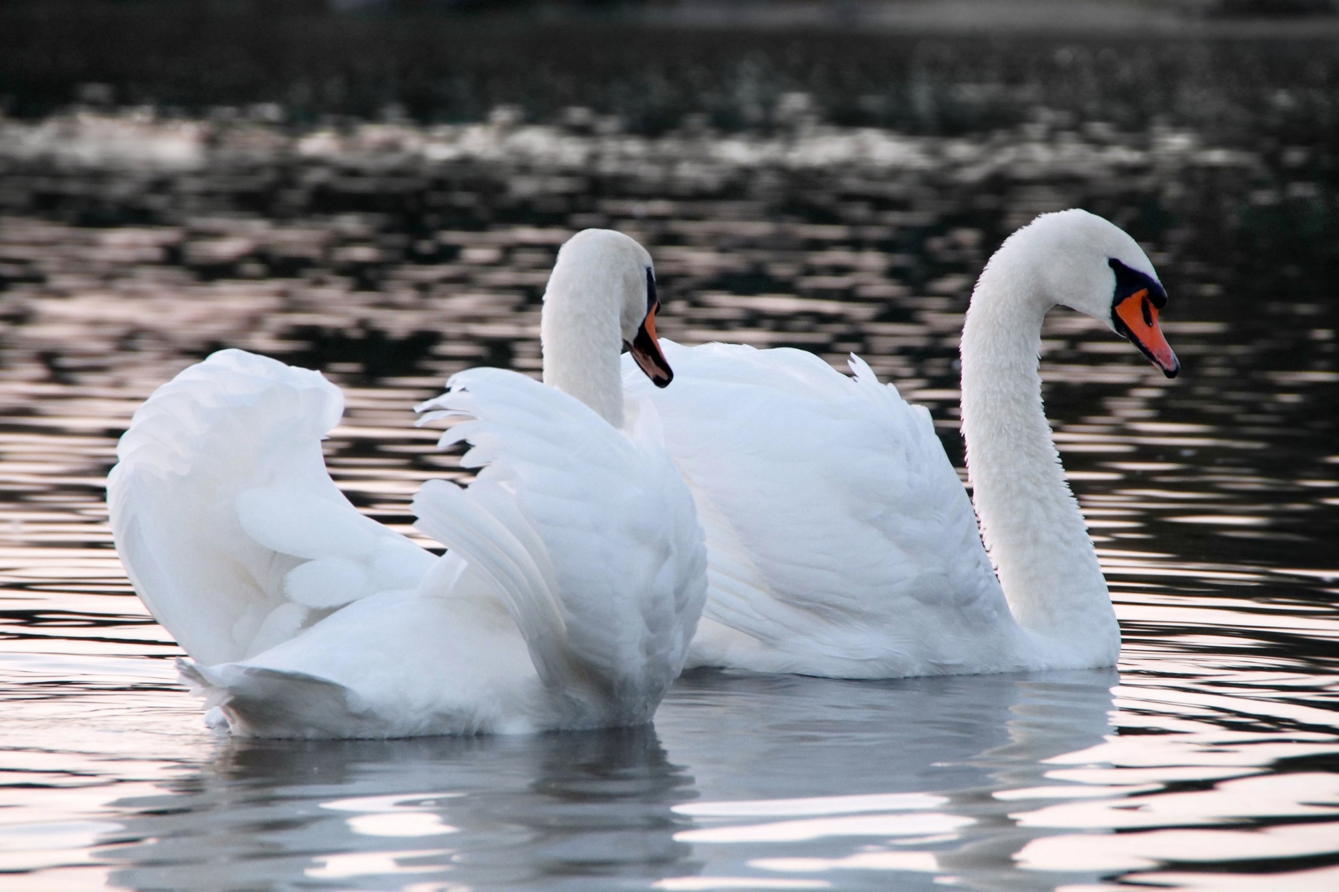 Cisnes cisne lago amor