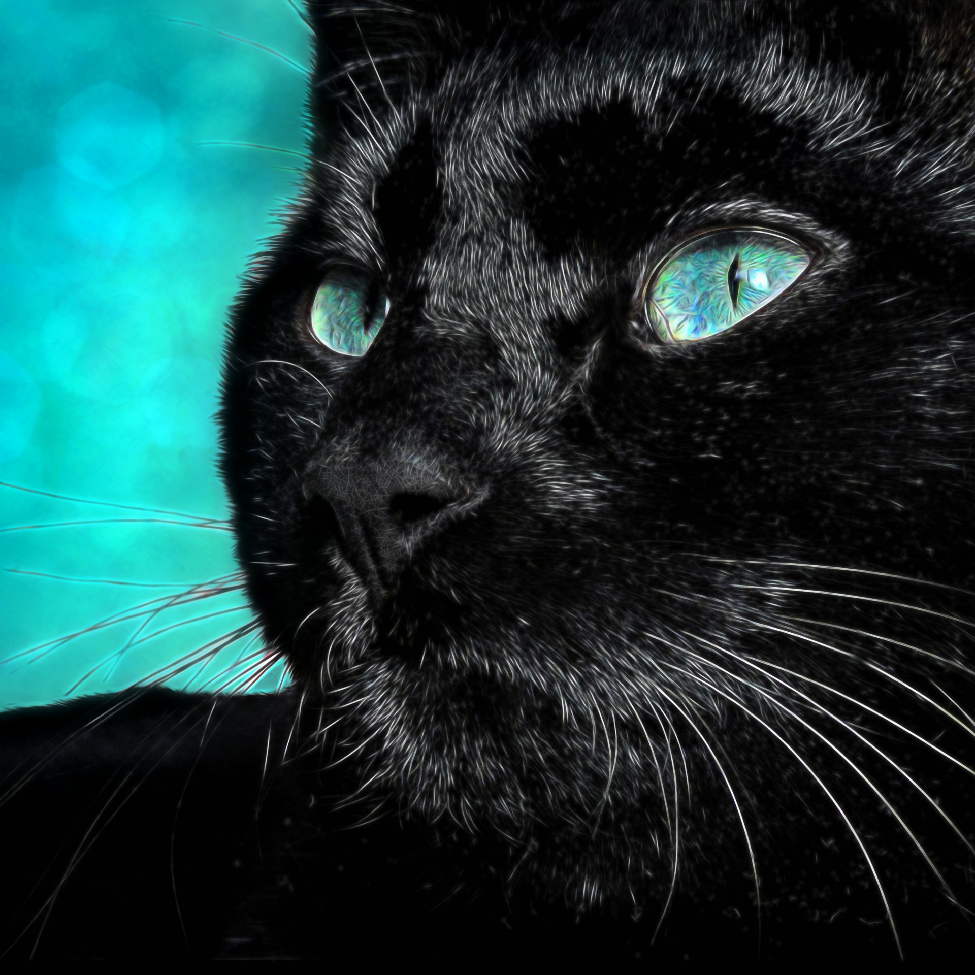 Czarny kot portret zwierzaka