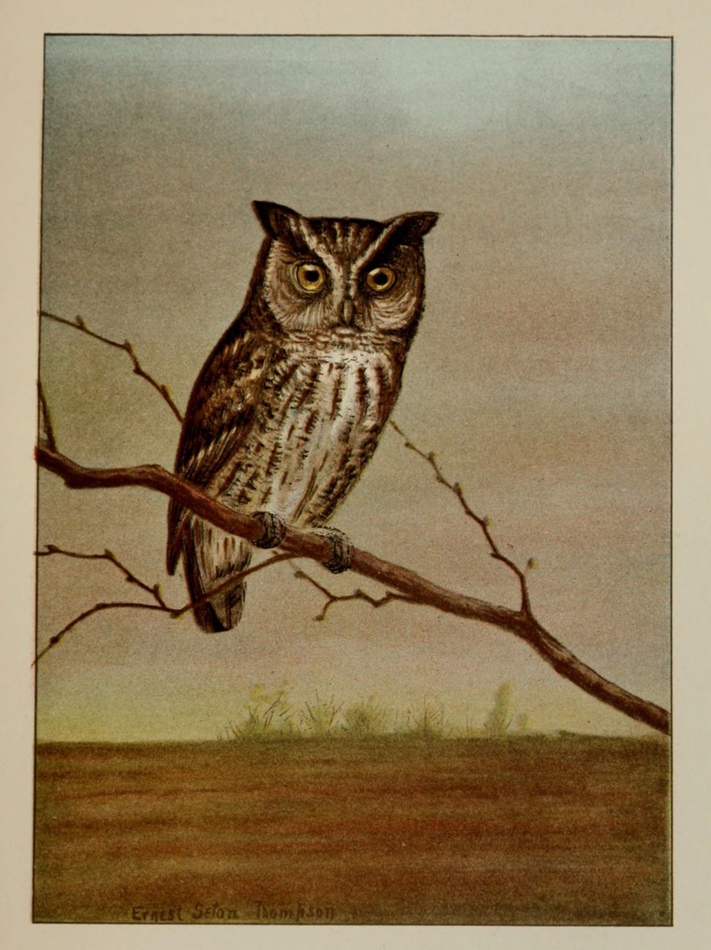 Screech Owl Strigidae