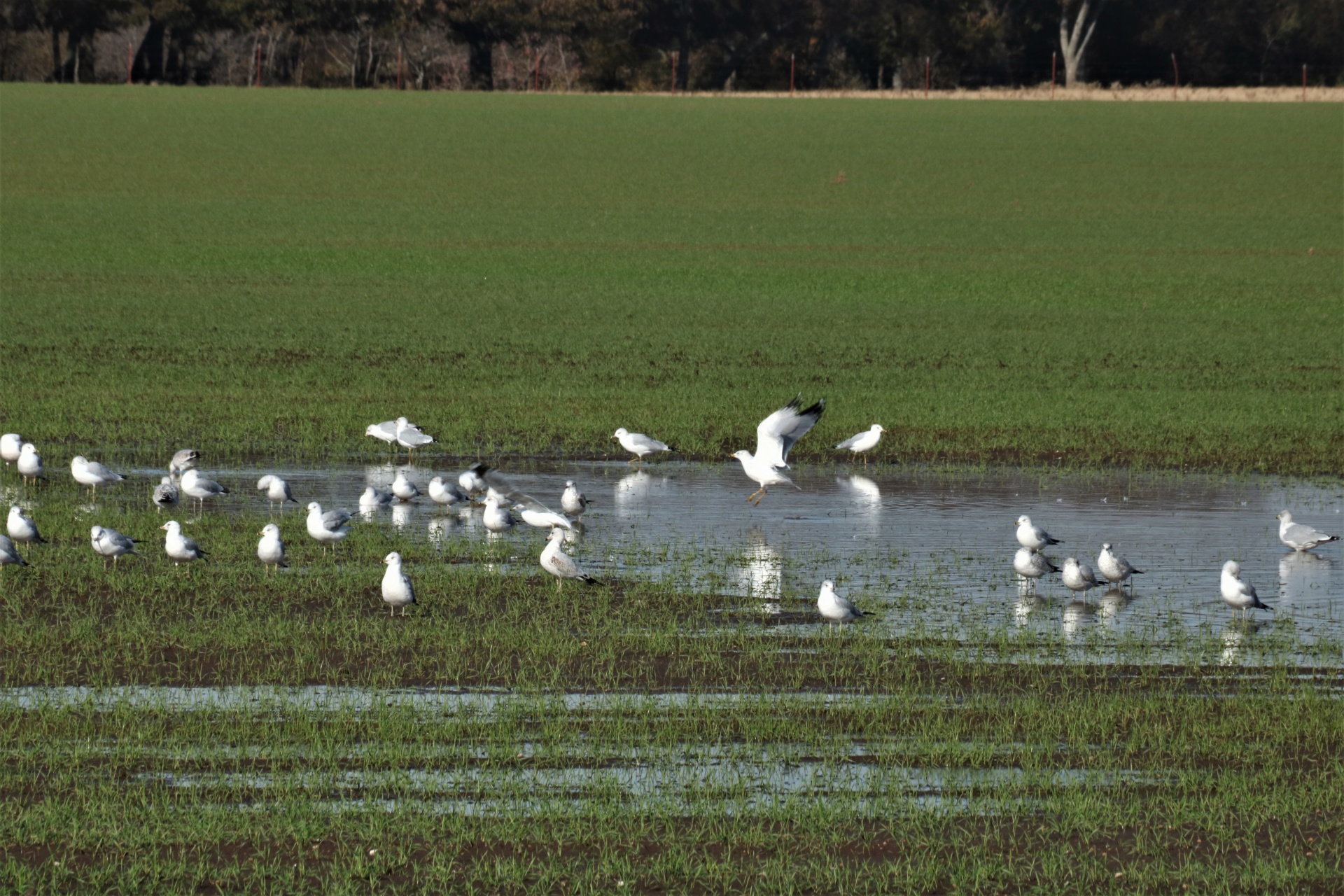 Gaviotas en campo de trigo inundado