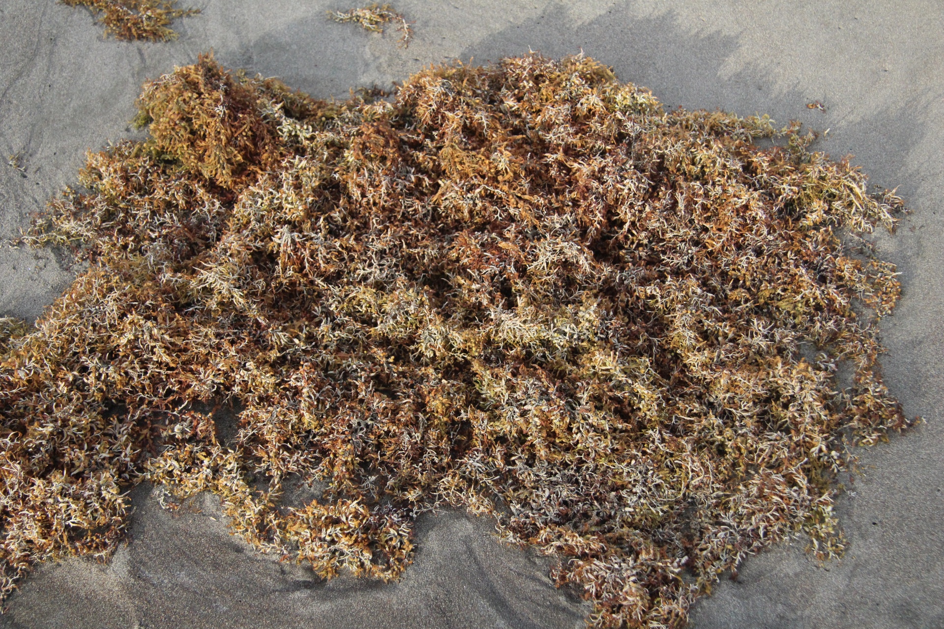 Sea Weed Kelp