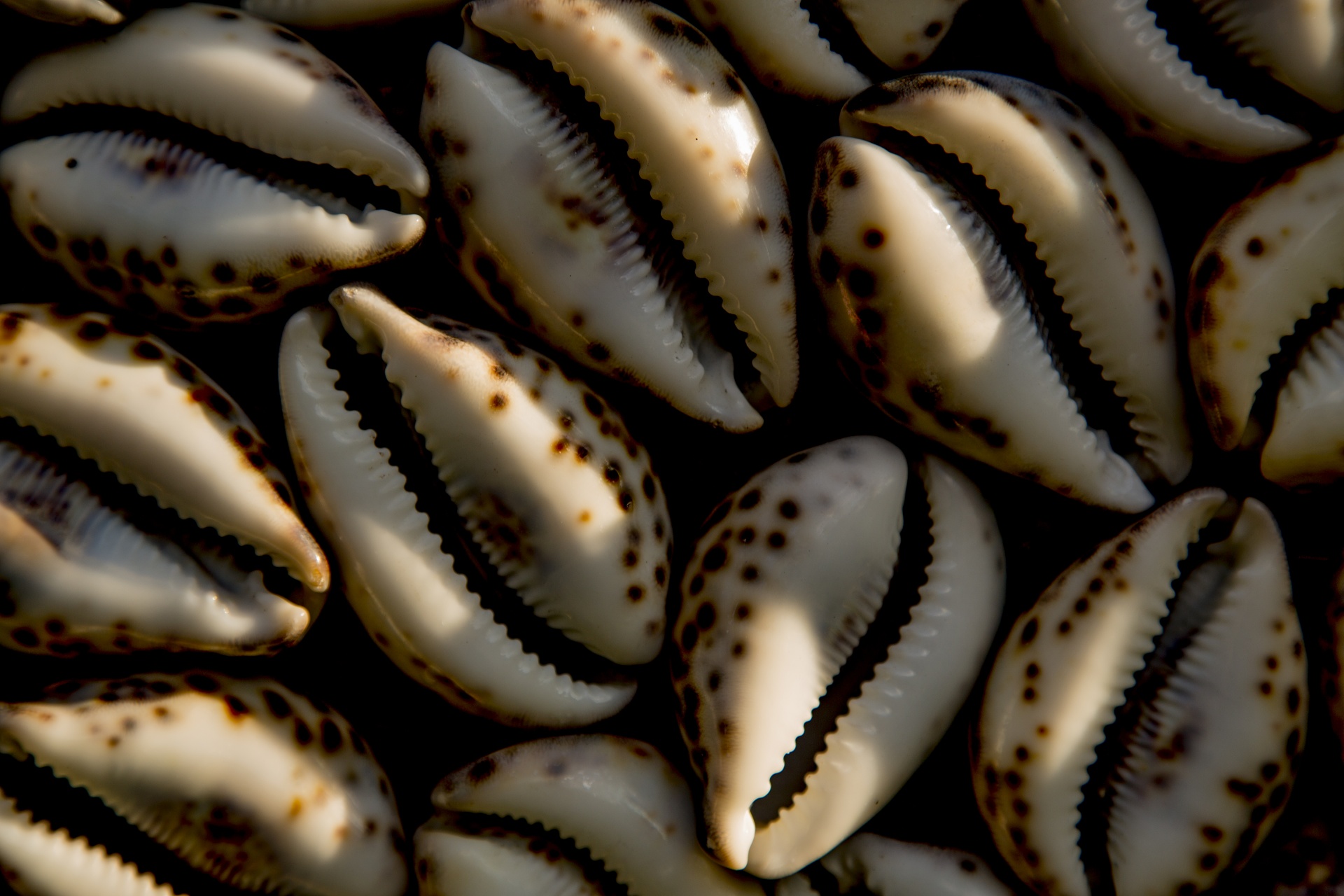 Conchas do mar como plano de fundo