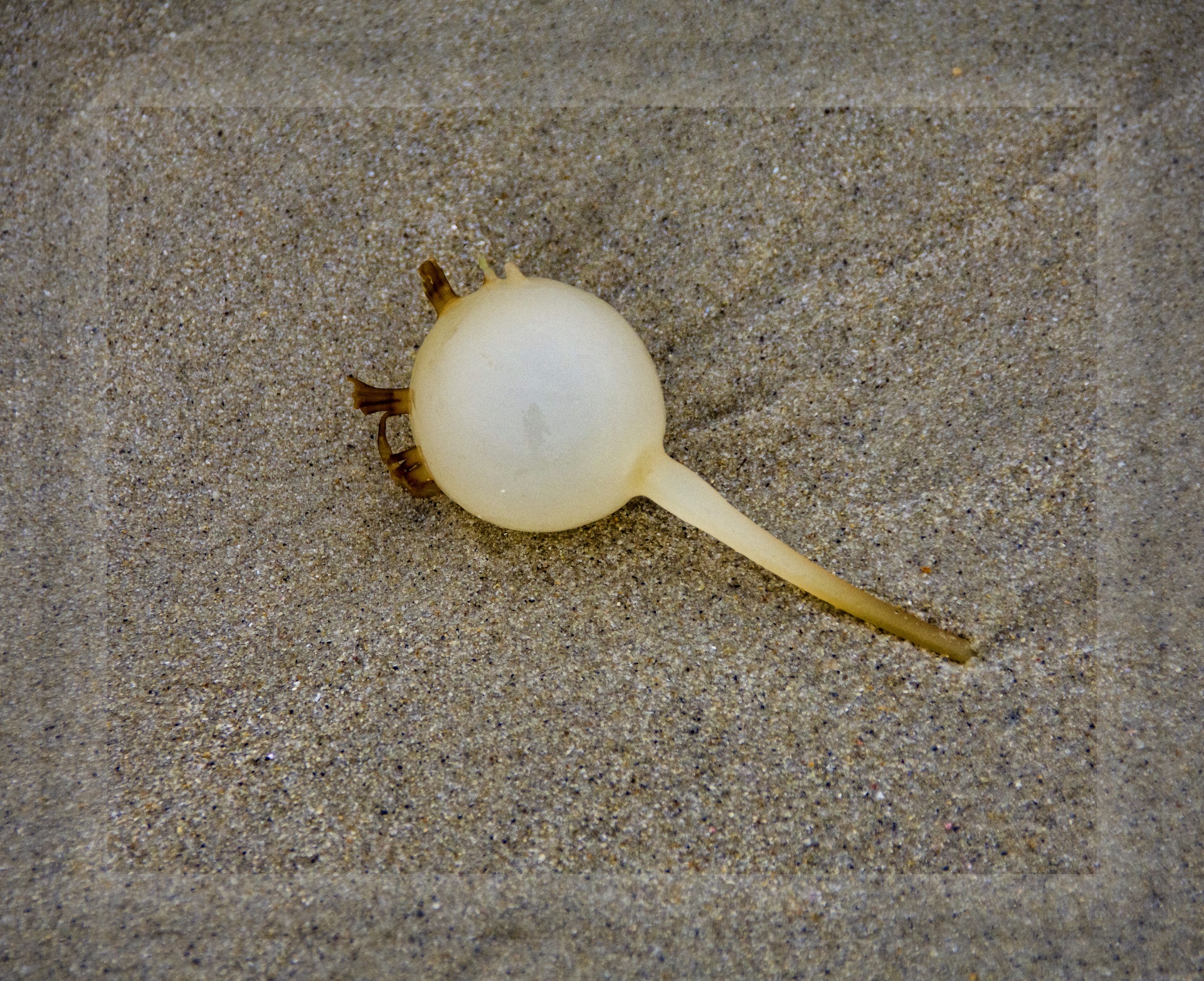 Seaweed Bulb