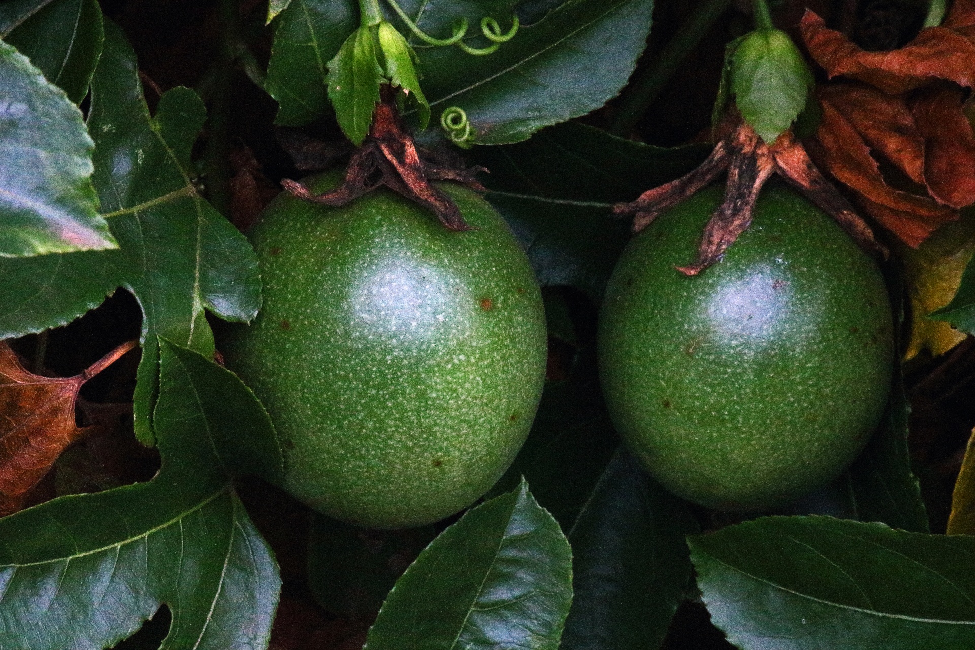 Fruto de granadilla verde sin madurar
