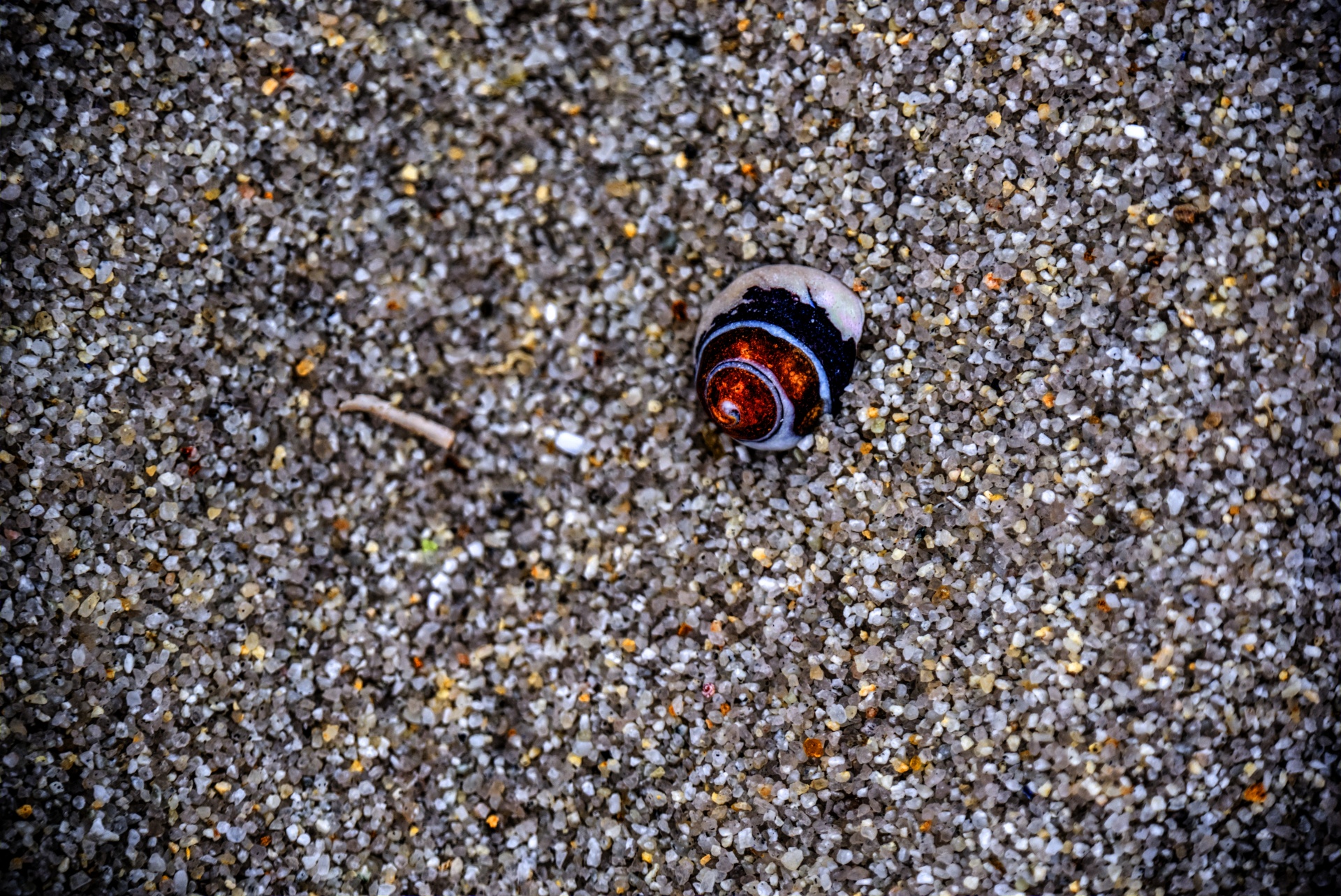 Lesklý Shell v mělké oceánské vodě