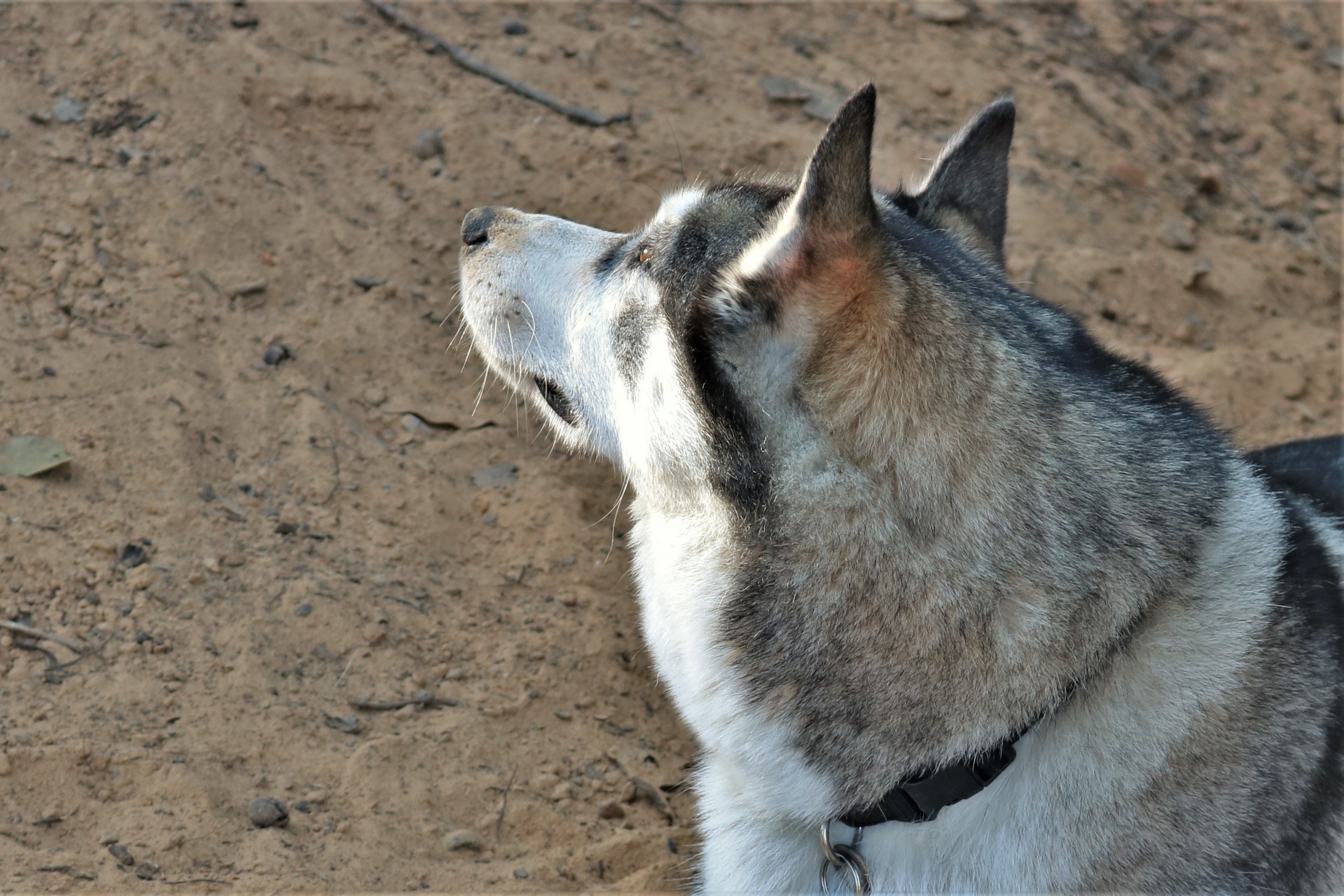 Perfil de close-up de husky siberiano