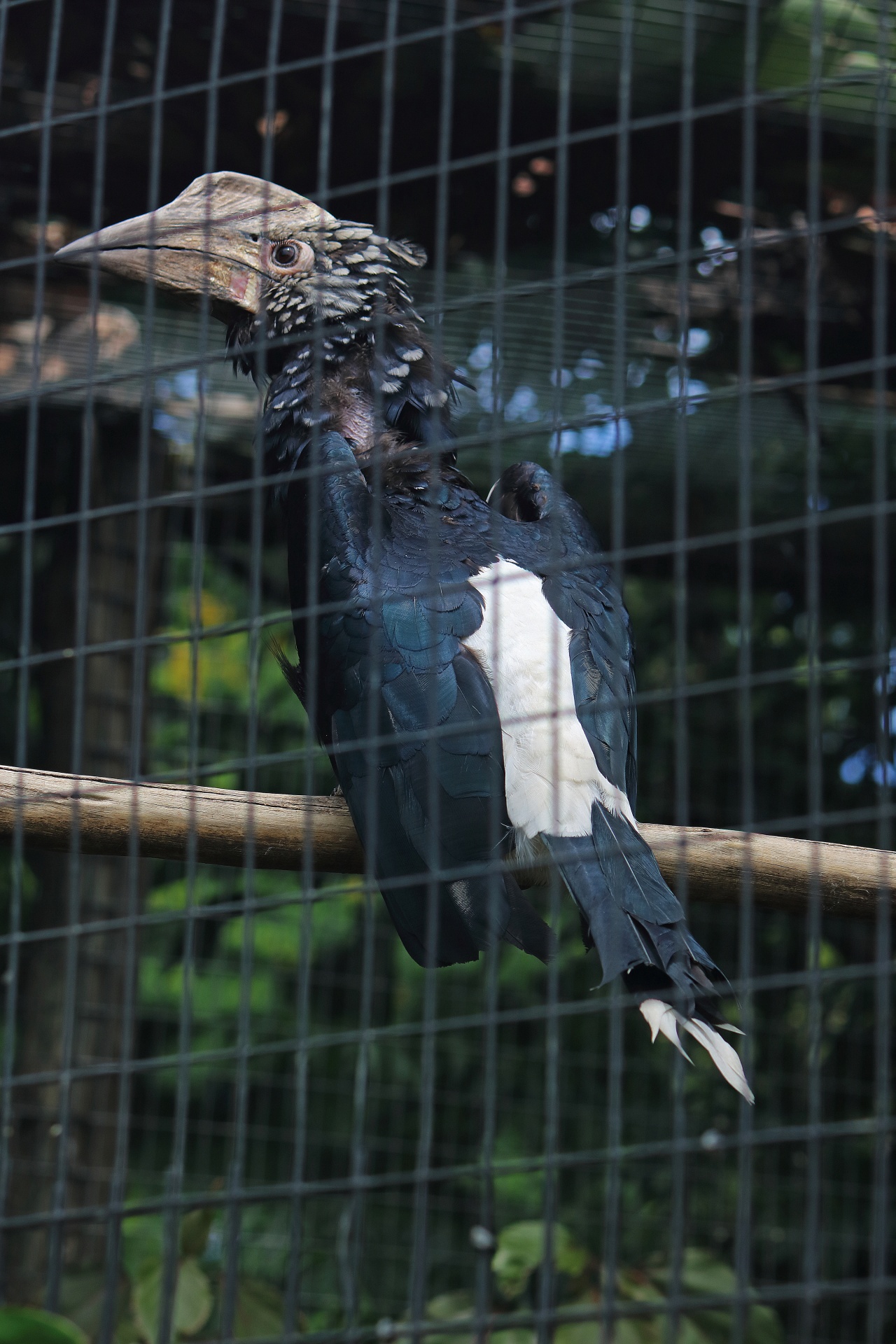 Stříbrná lícní hornbill ptačí klec