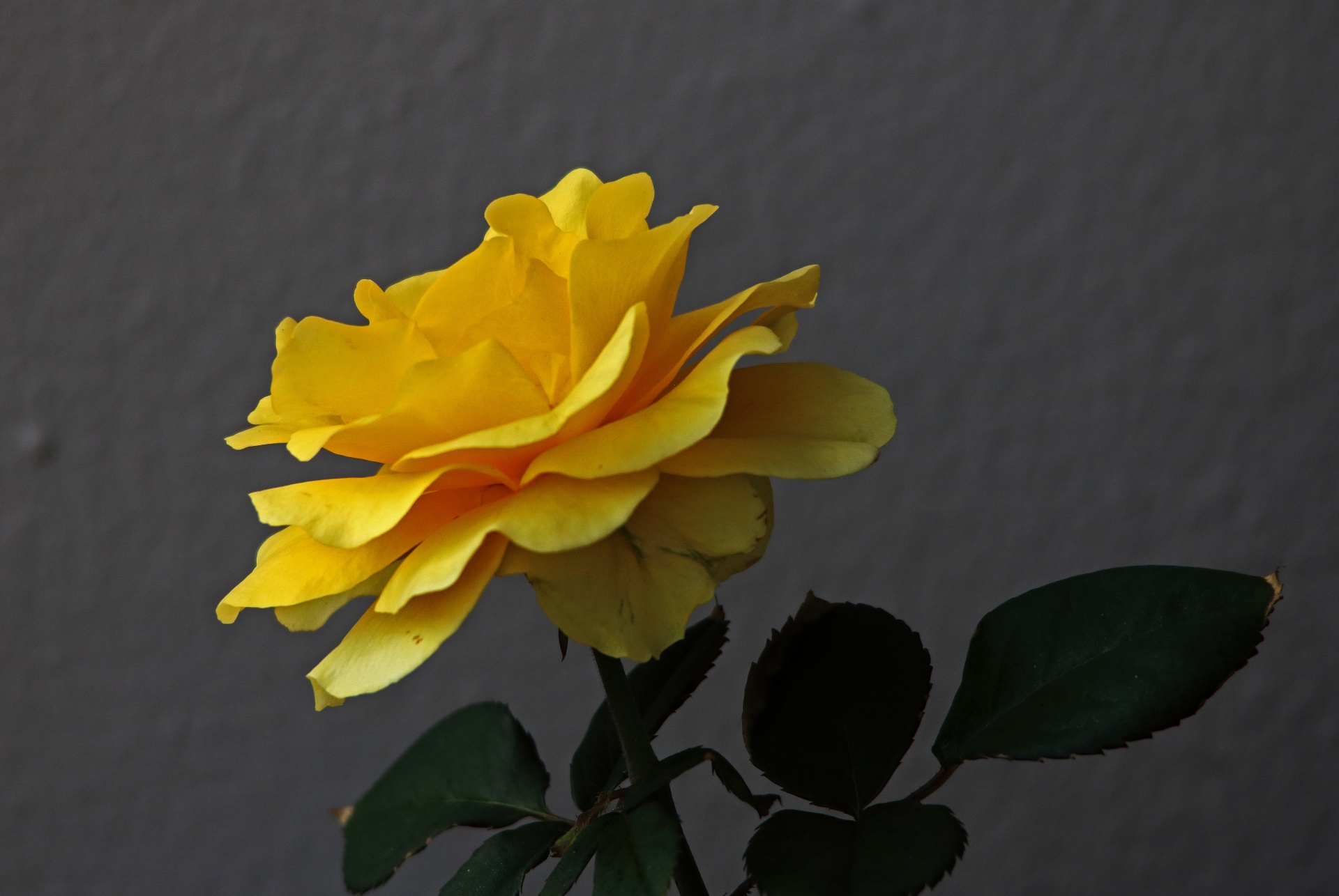 Una sola rosa amarilla y hojas verdes