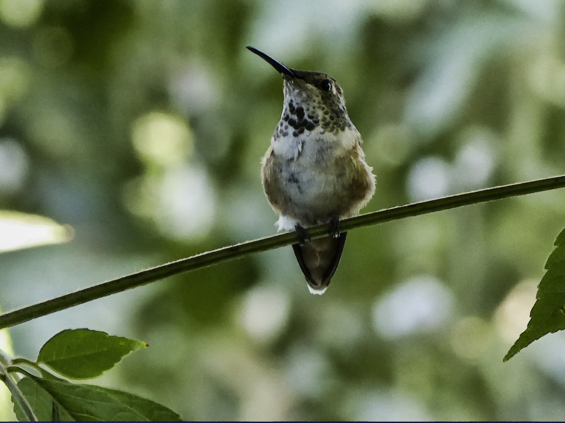 Sedící kolibřík