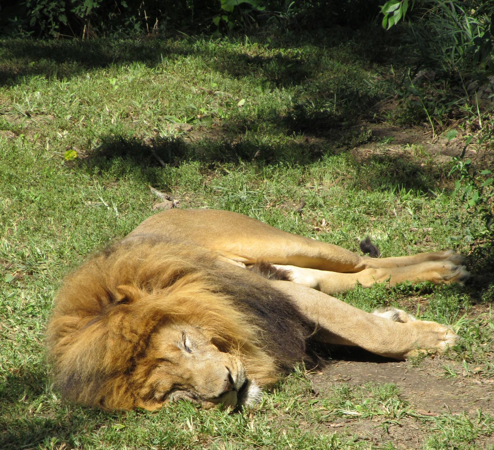 Slapende leeuw