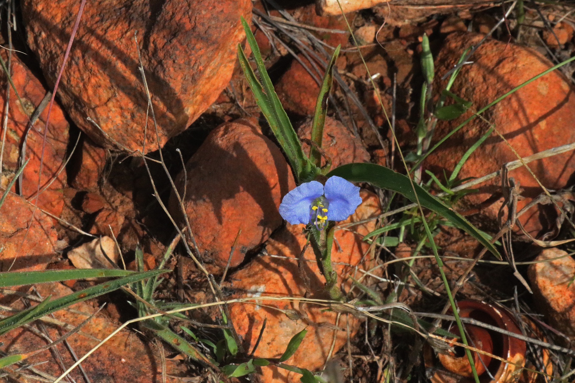 Pequena flor selvagem azul