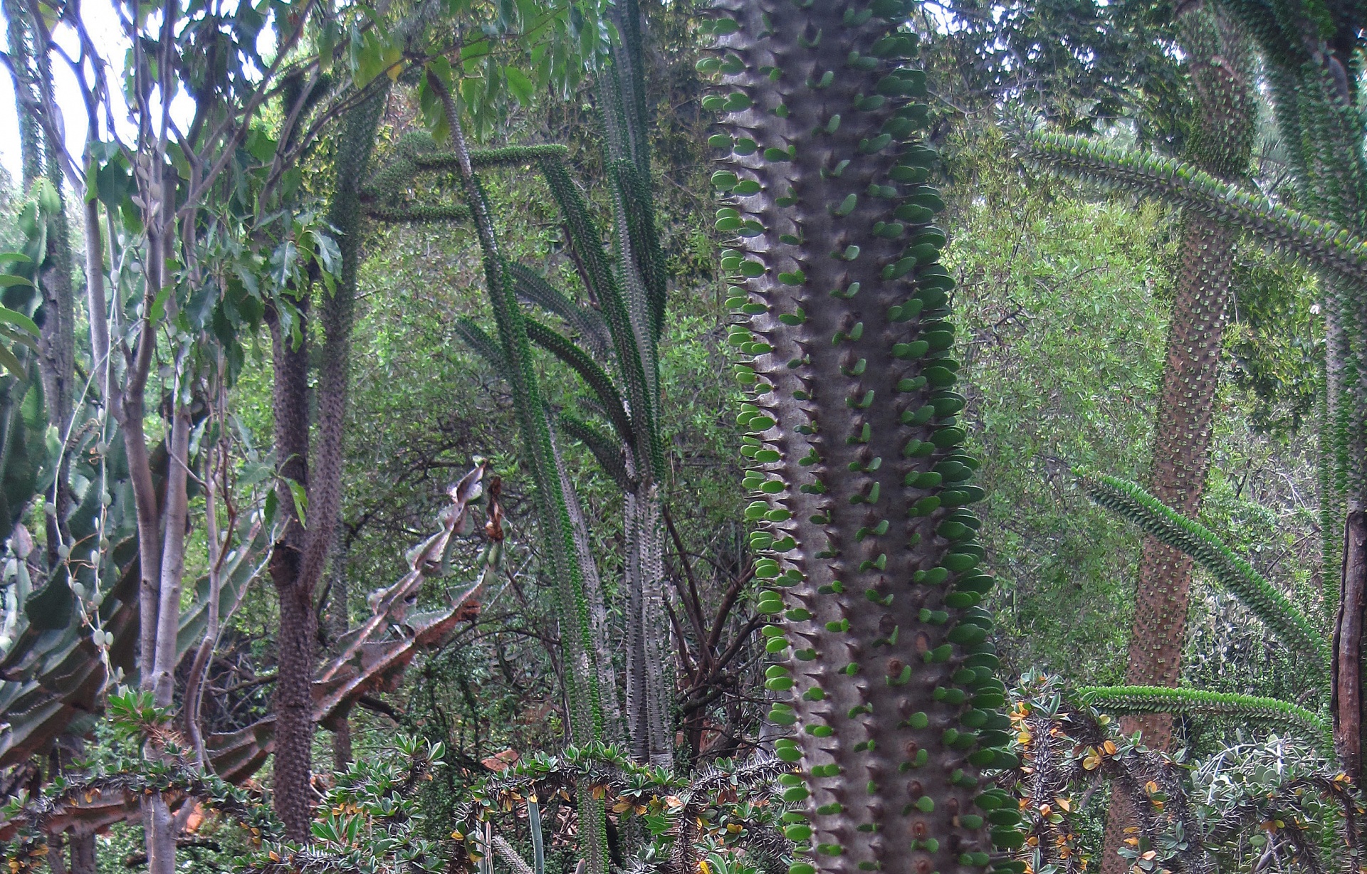 Hojas pequeñas en el tronco de cactus