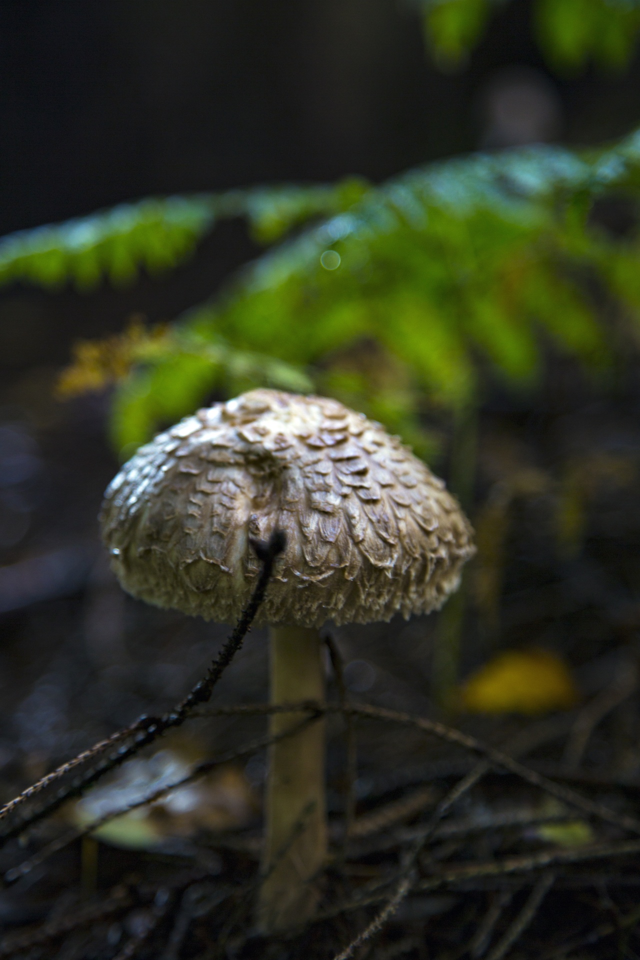 Cogumelos pequenos