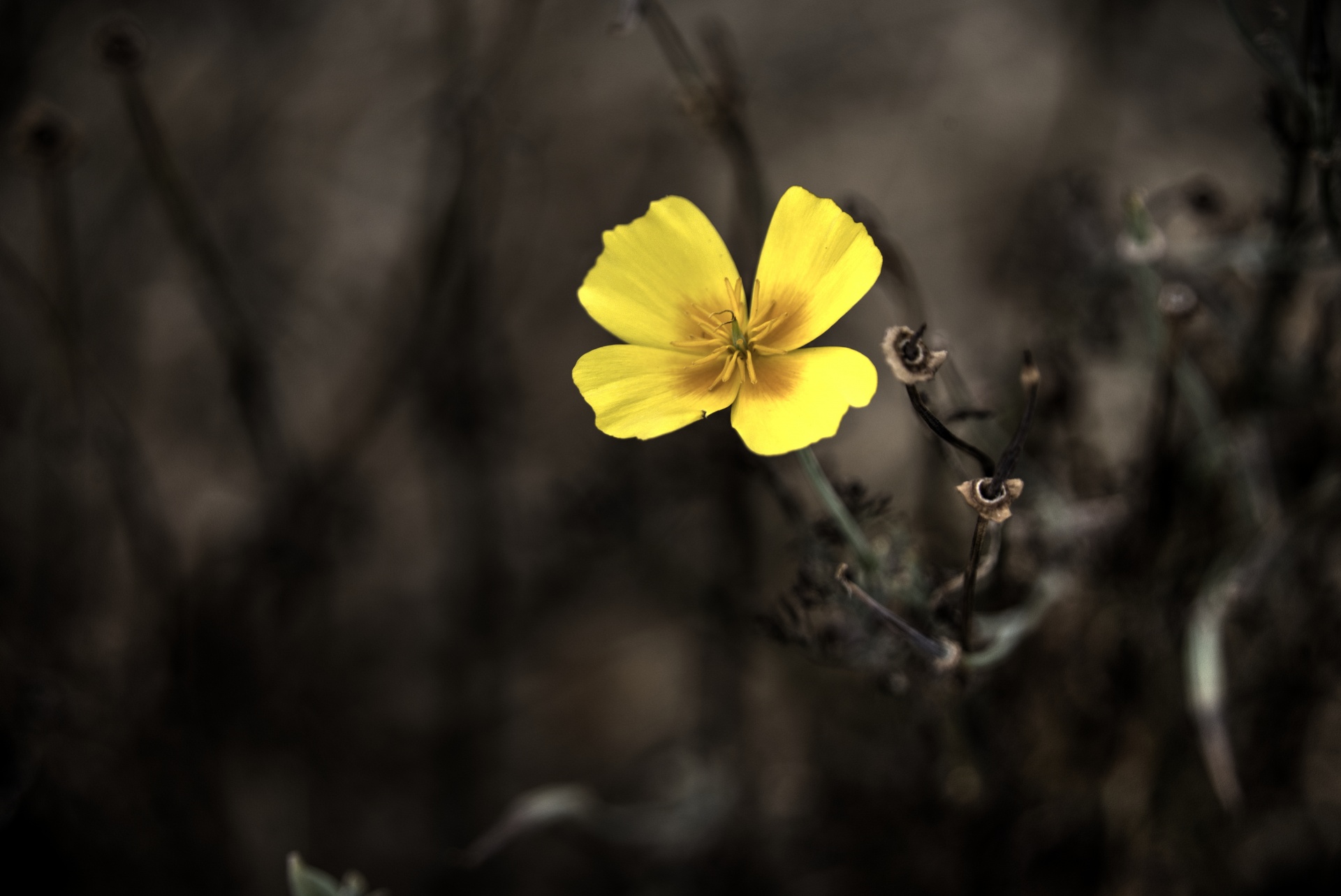 Malý žlutý květ
