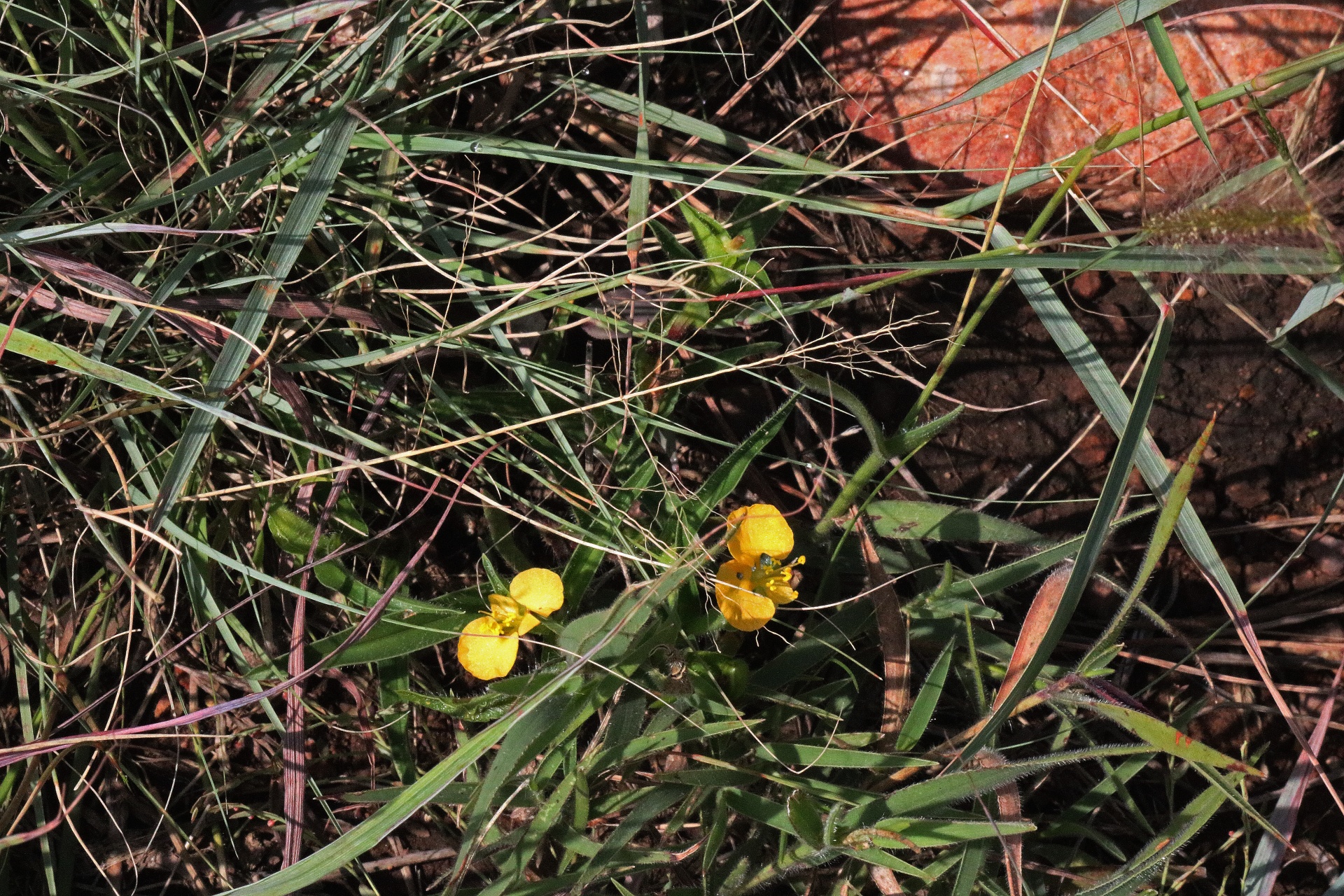 Pequenas flores silvestres amarelas