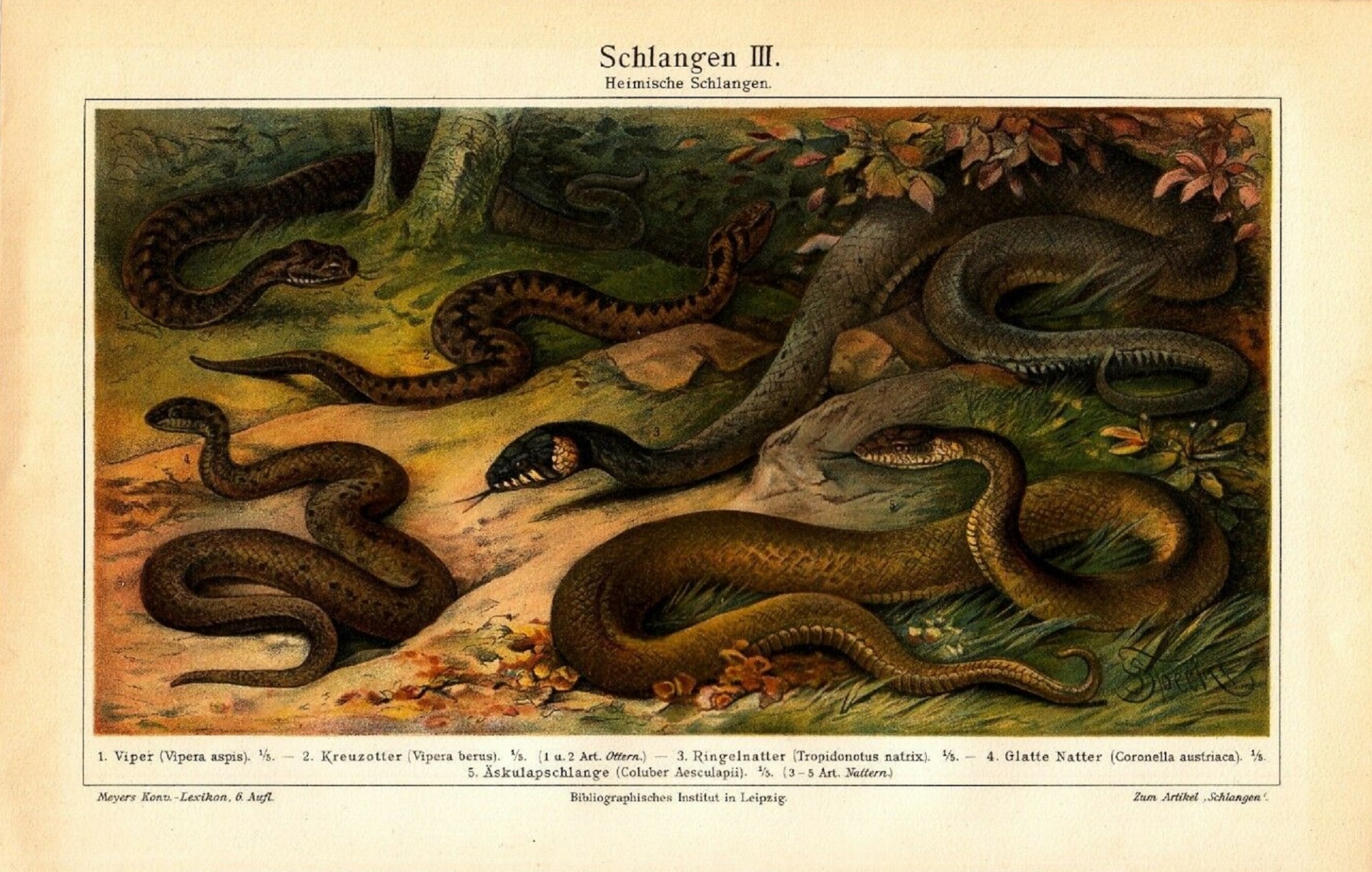 Schlangen 1894