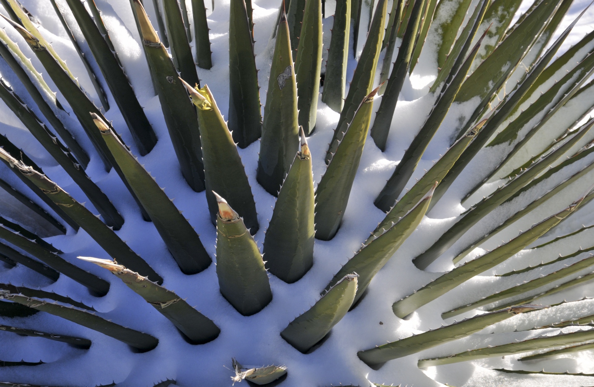 Zasněžené rostliny Aloe