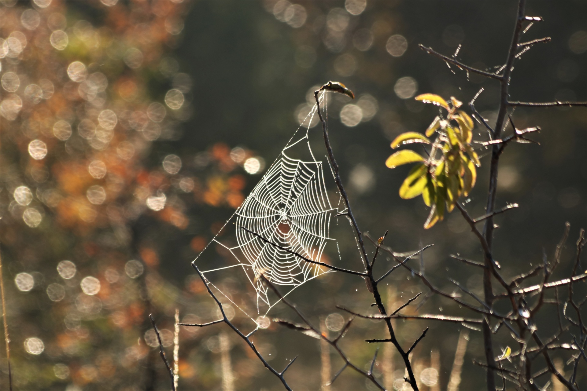 Šumivé Spider Web a Bokeh
