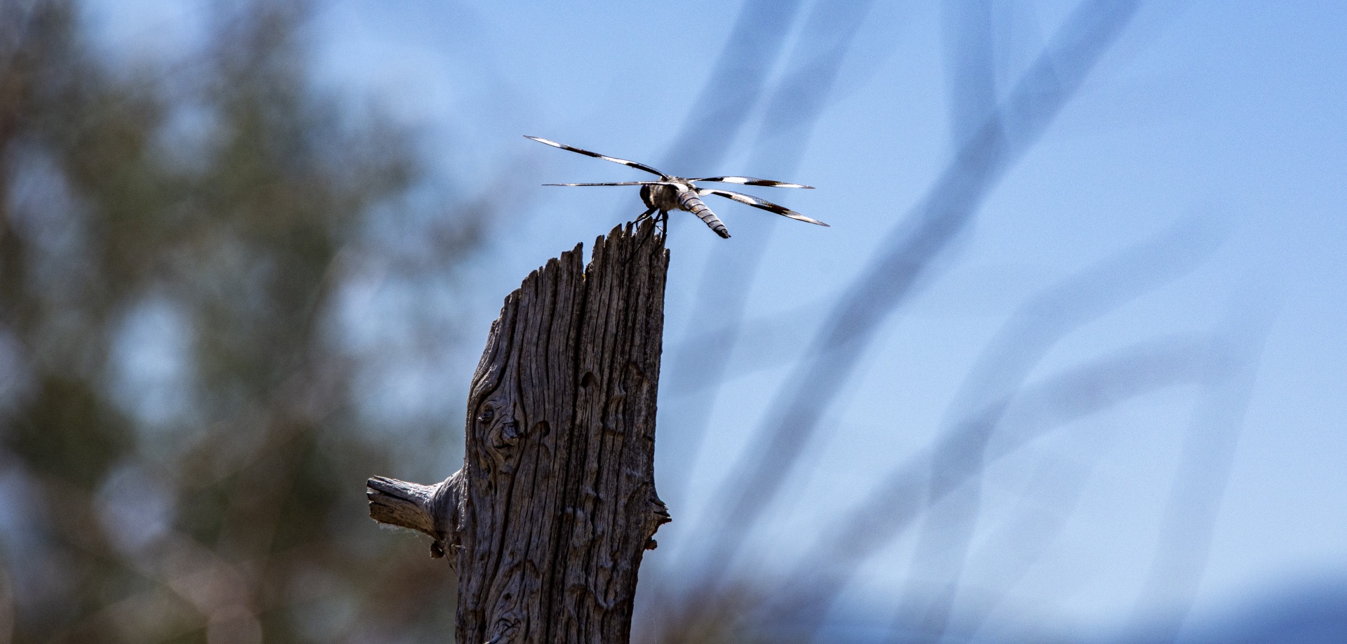 Strakatý Skimmer Dragonfly