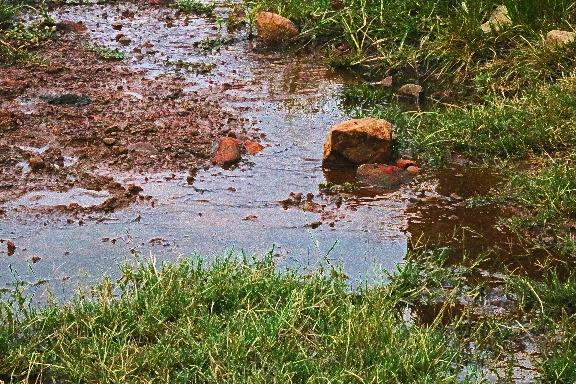 Agua estancada con rocas y hierba