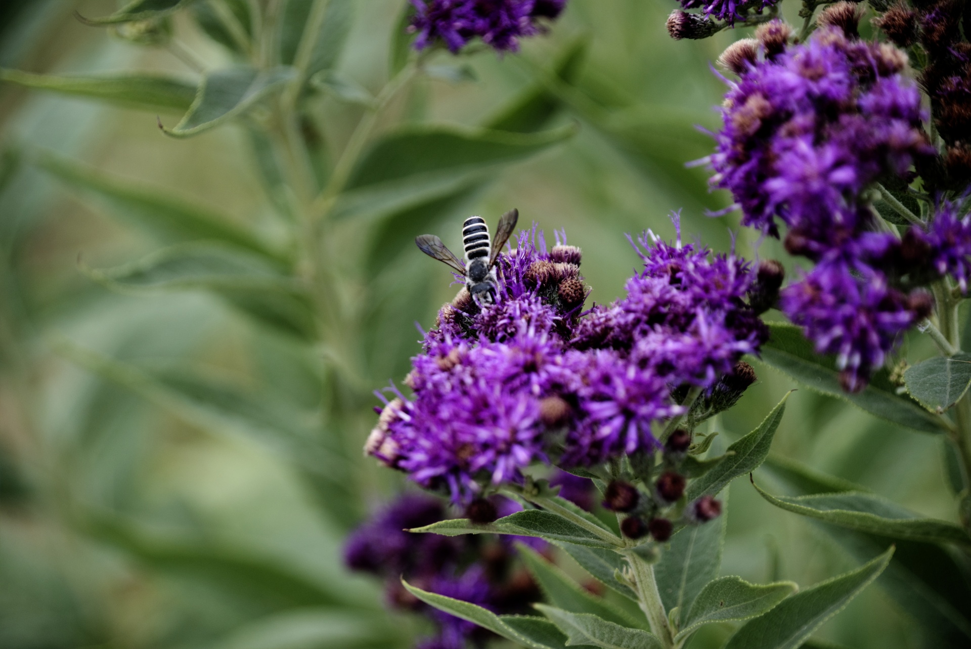 Prokládané Bee Purple Flower
