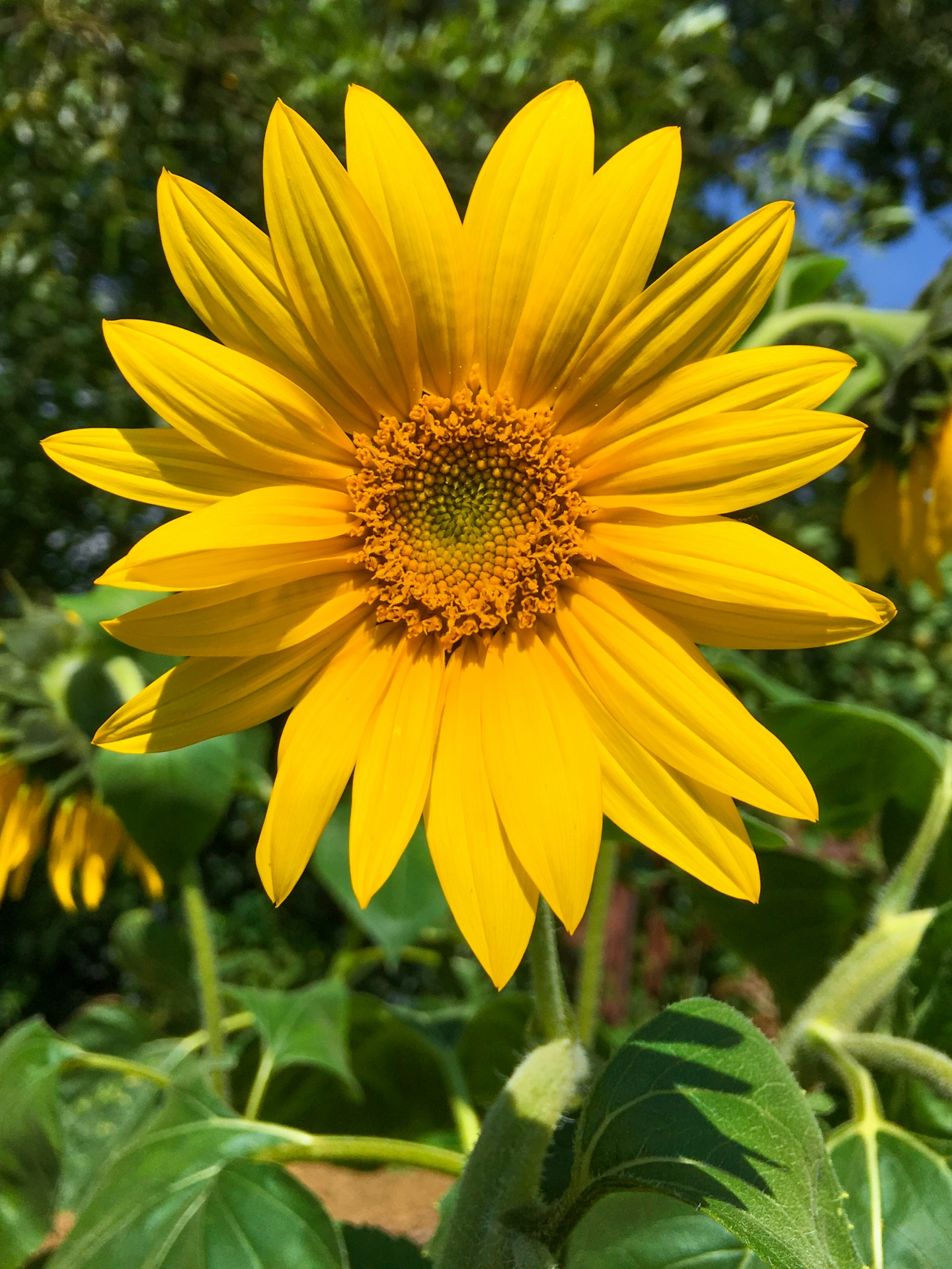 Slunečnicový květ