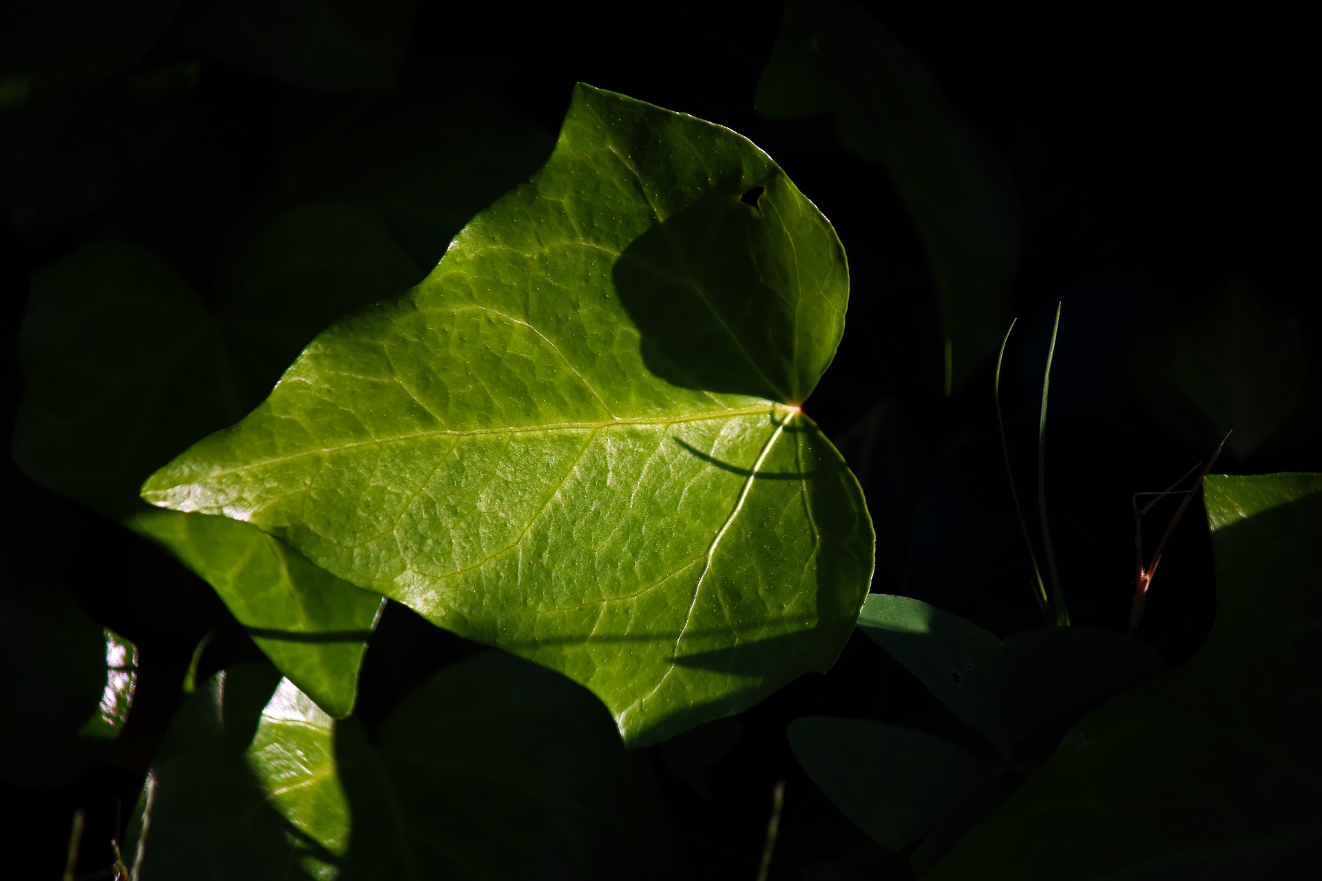 Luz solar na folha de hera verde veado