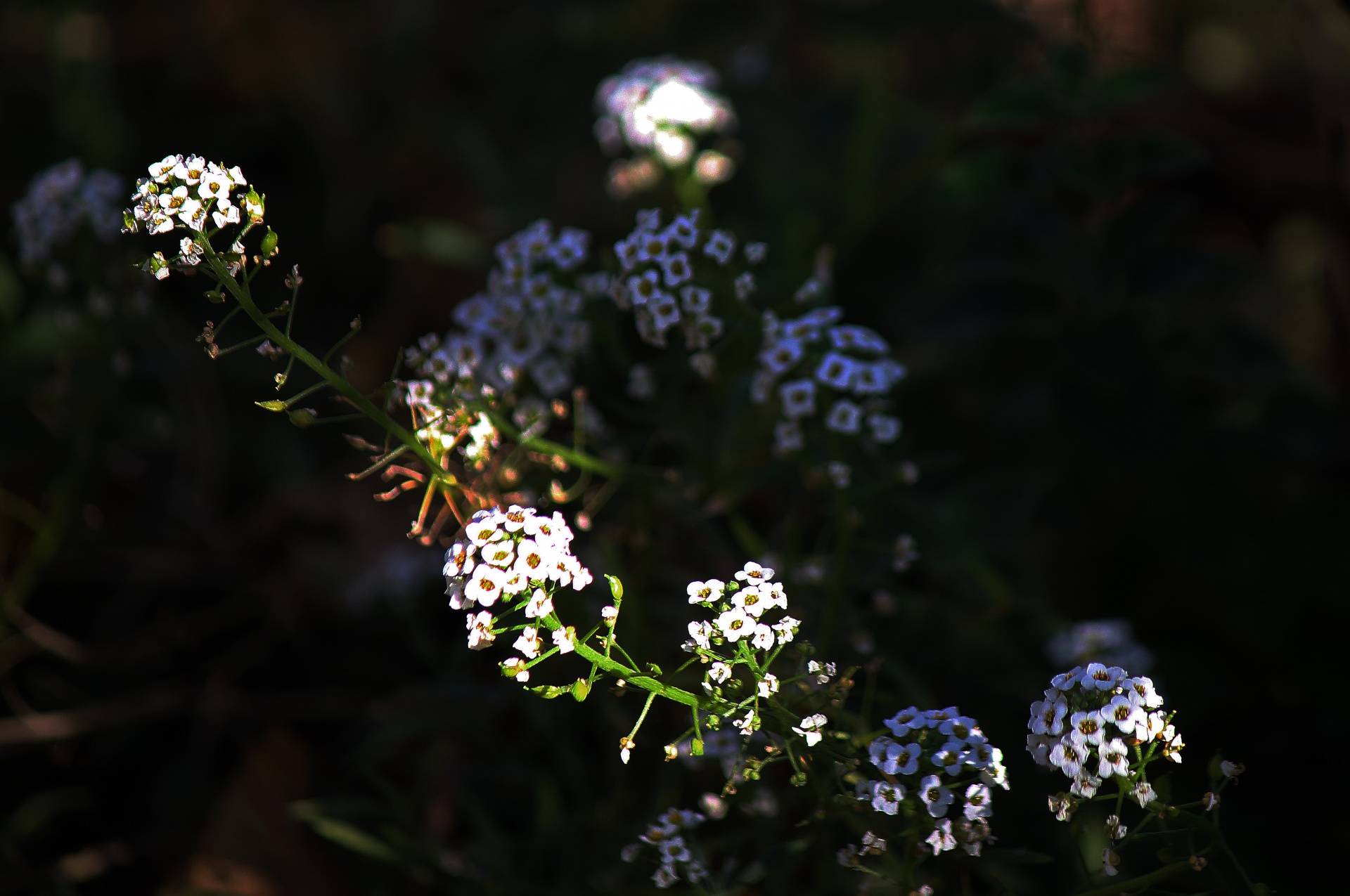Luz del sol en flores blancas de alyssum