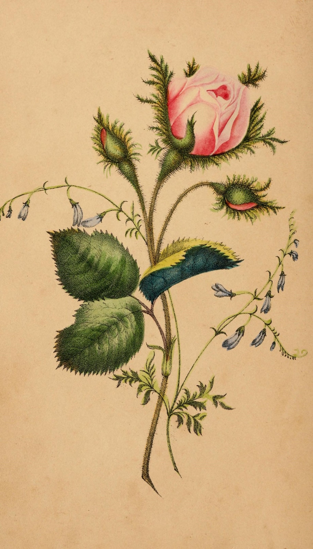 Nejkrásnější růže 1841