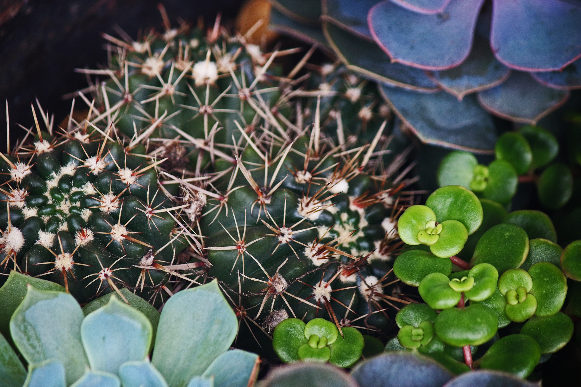 Trnitý kaktus a sukulenty