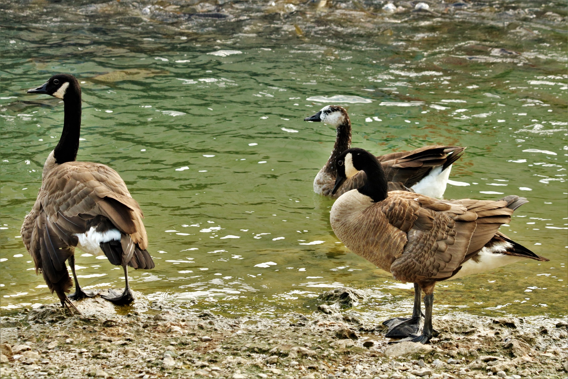 Three Geese at Edge of Lake