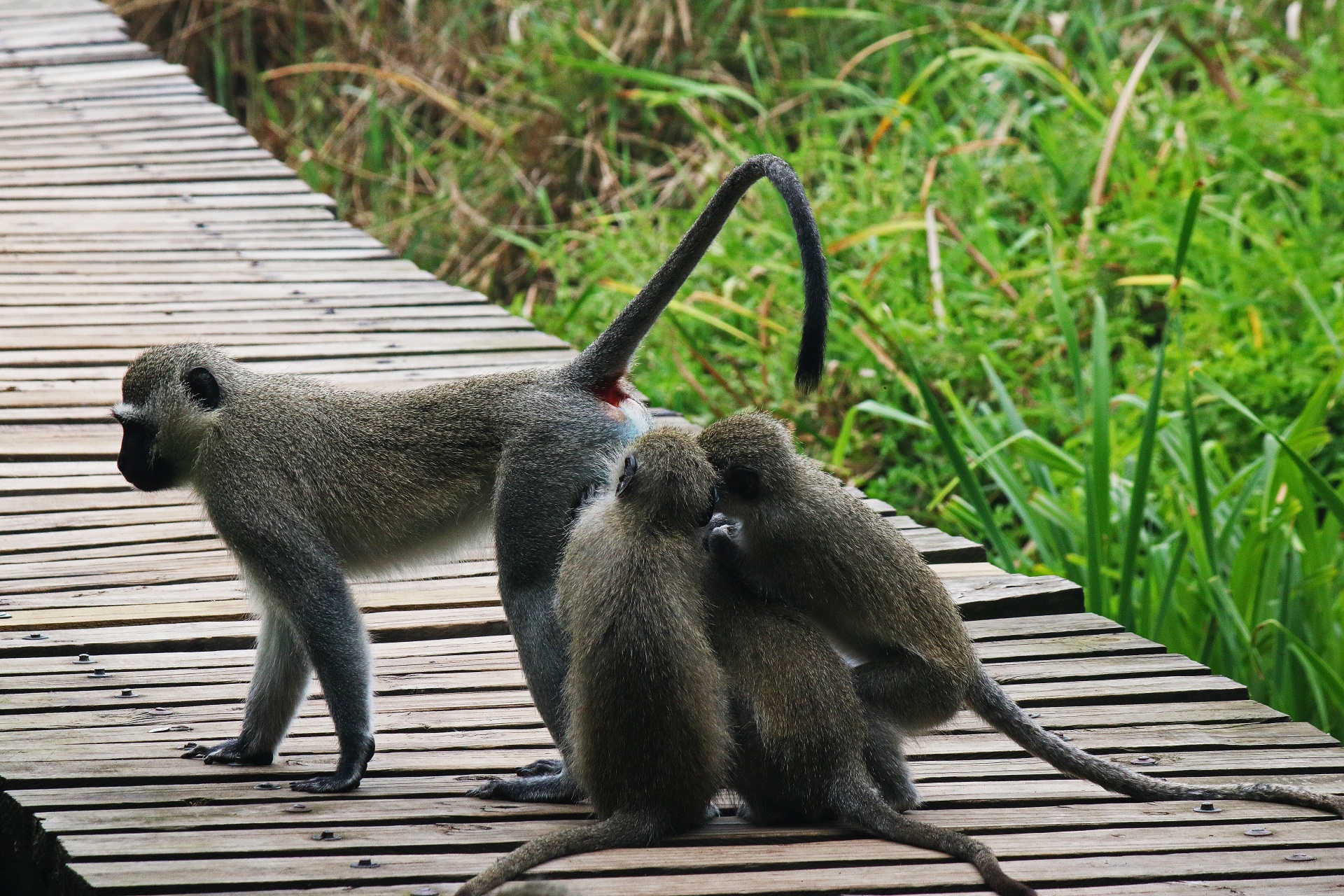 Tři zvídavé mladé opice
