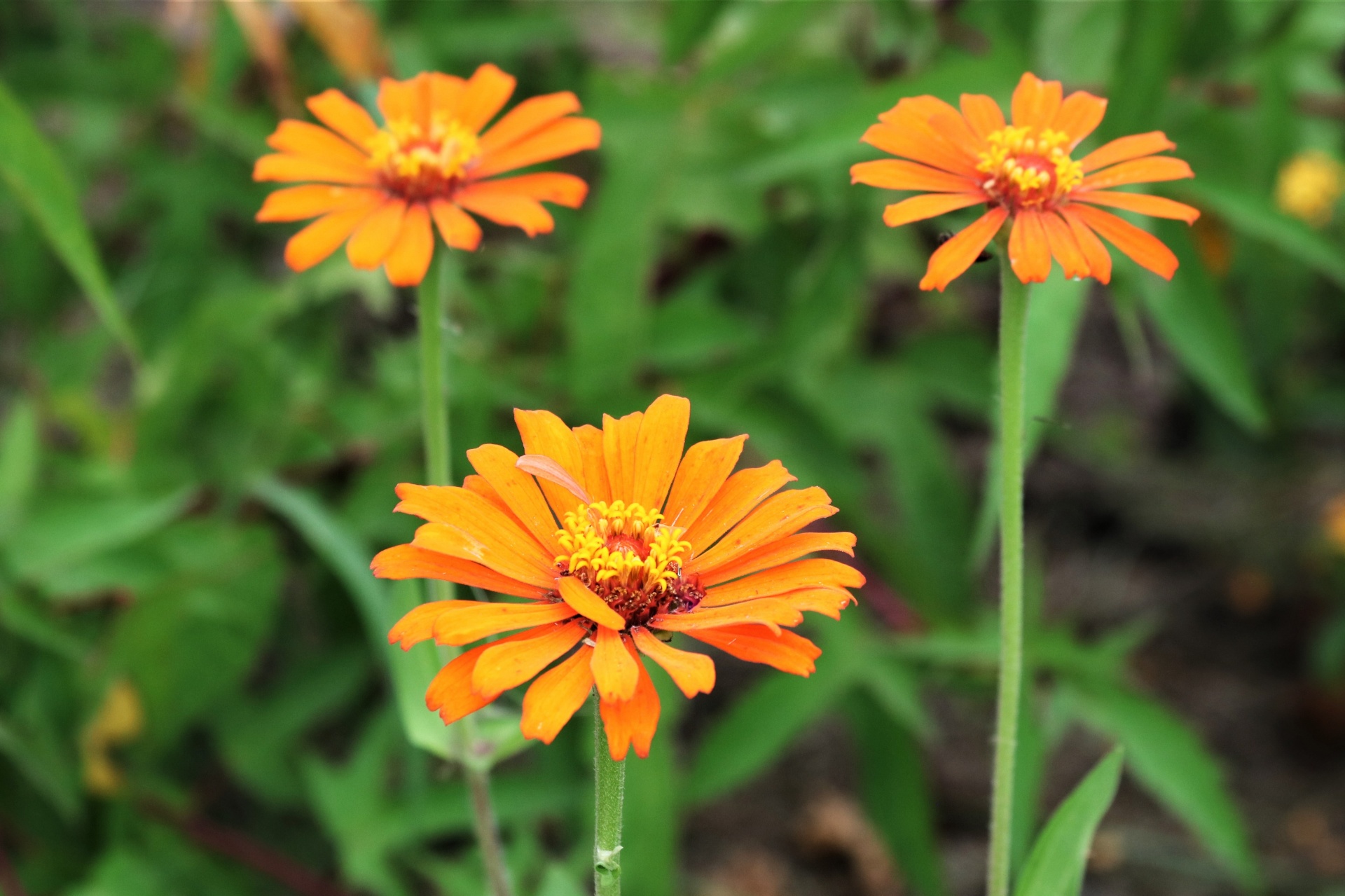 Three Orange Zinnia Flowers